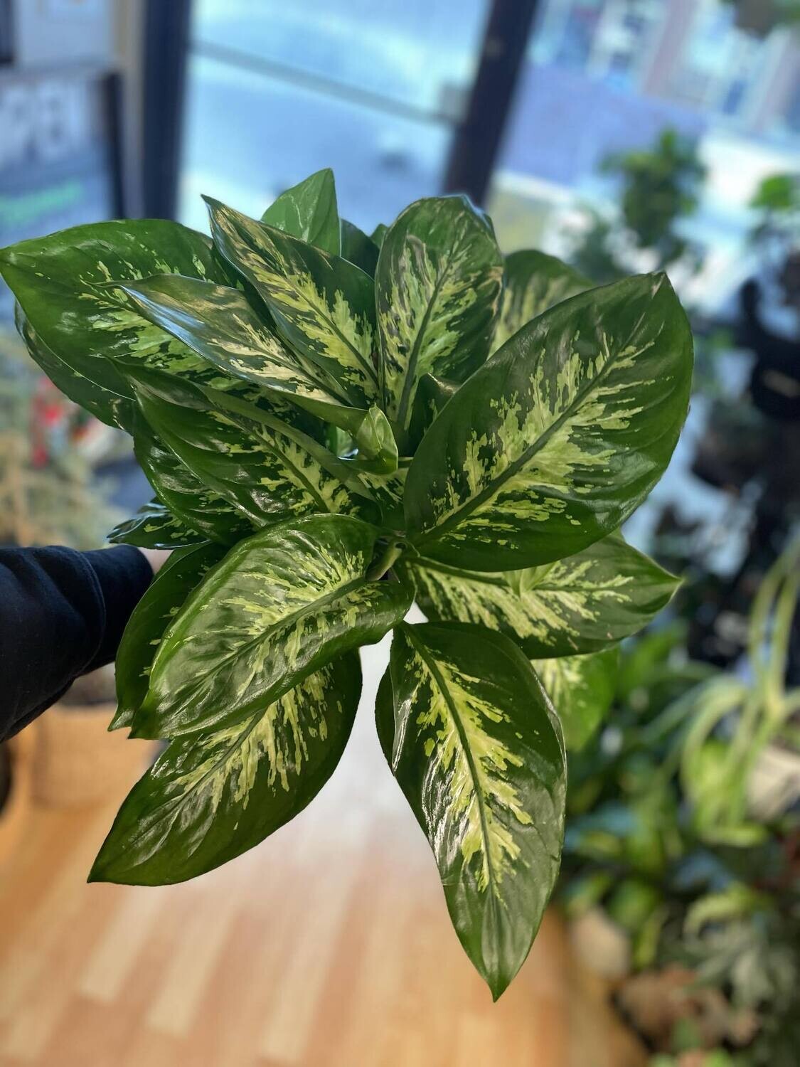 7&quot; Dieffenbachia Tropic Snow