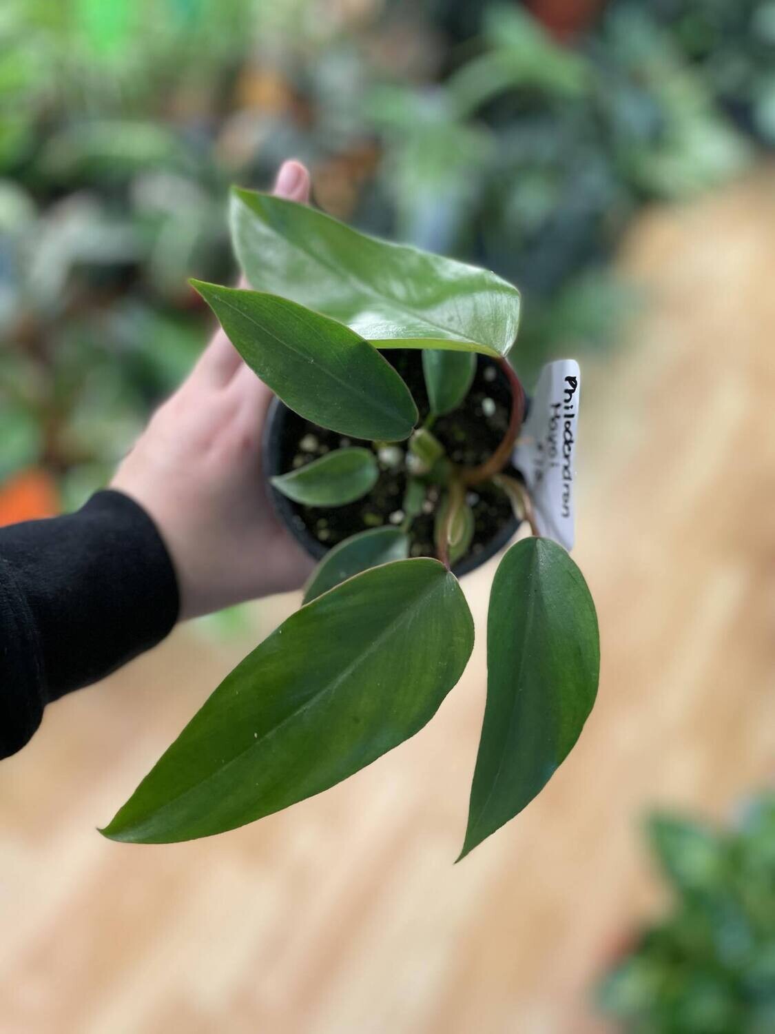 4&quot; Philodendron Mayoi