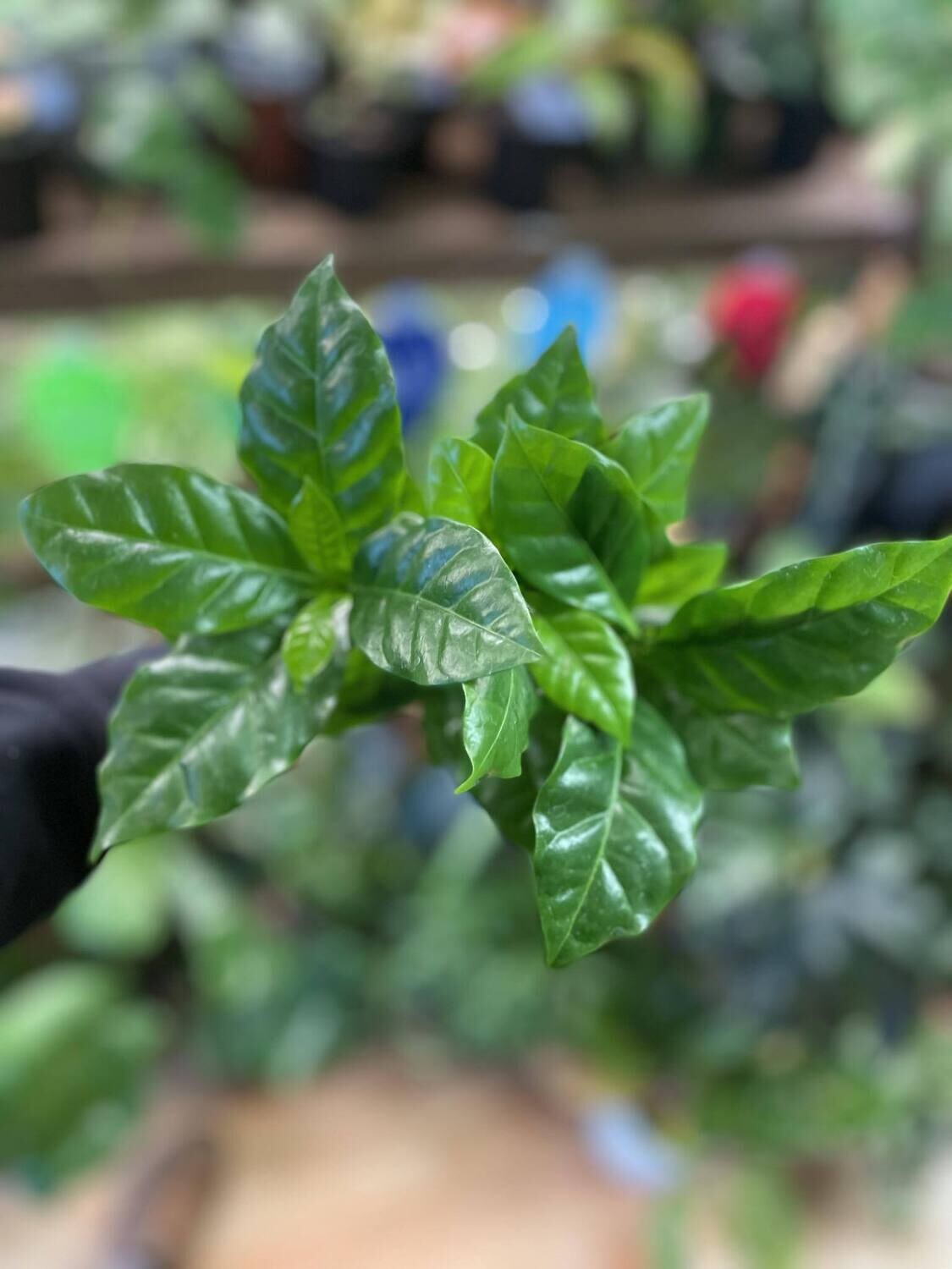 3.5&quot; Coffee Plant