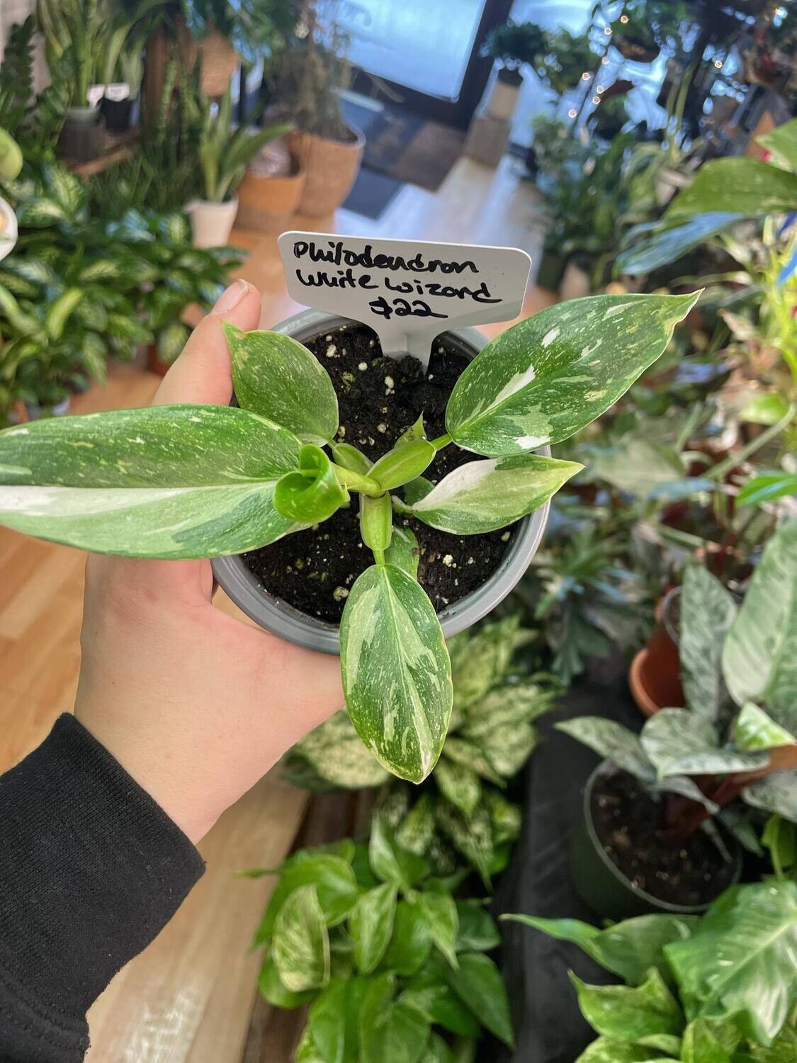 3.5&quot; Philodendron White Wizard