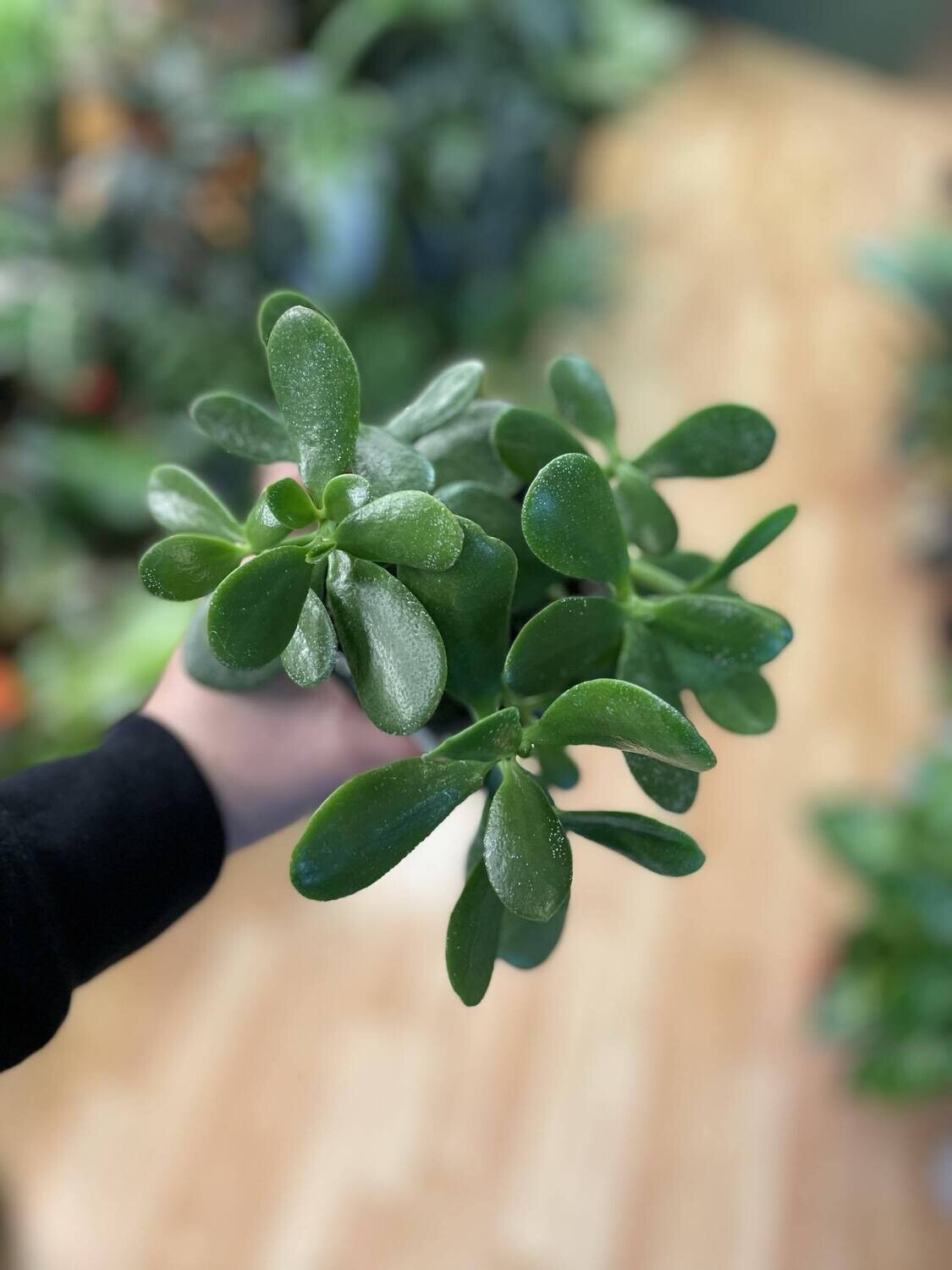 4&quot; Jade Plant