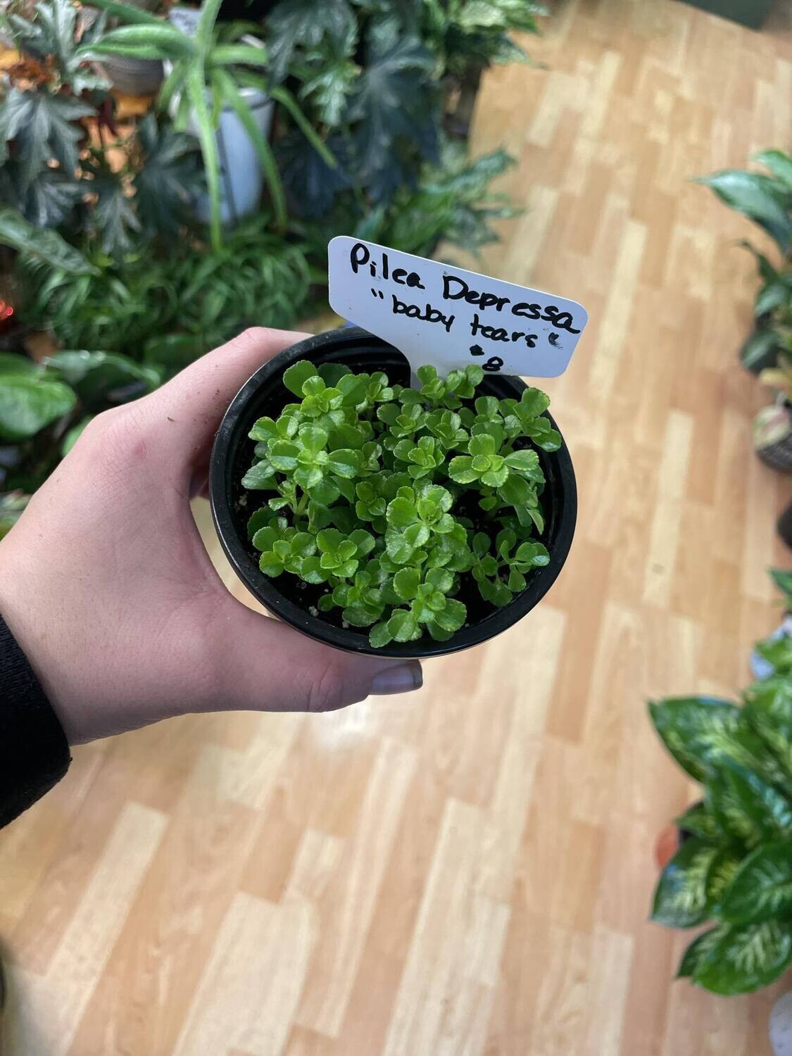 3.5&quot; Pilea Depressa &quot;Baby Tears&quot;