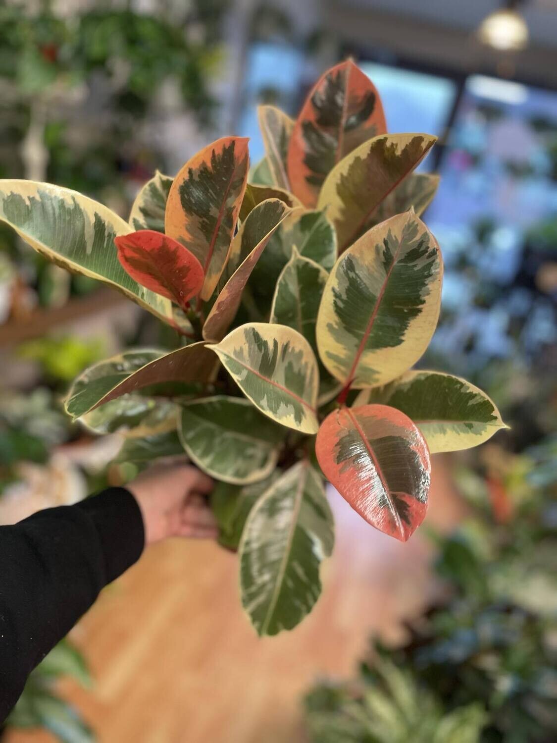 6&quot; Ficus Elastica Tineke