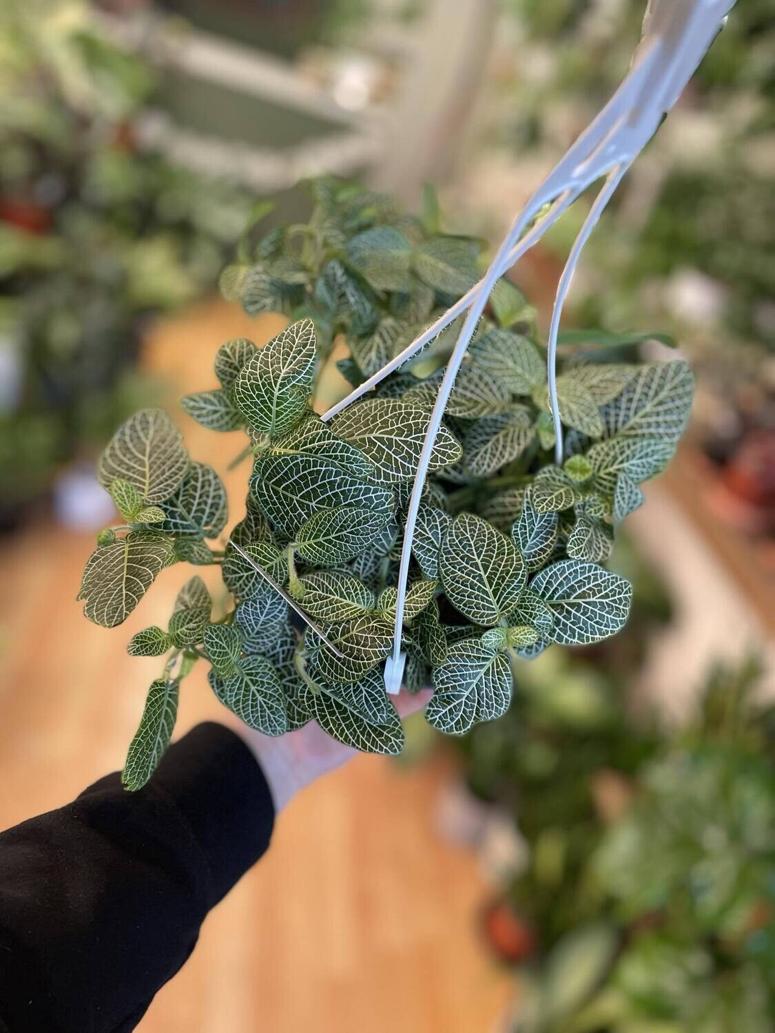 6&quot; White Fittonia