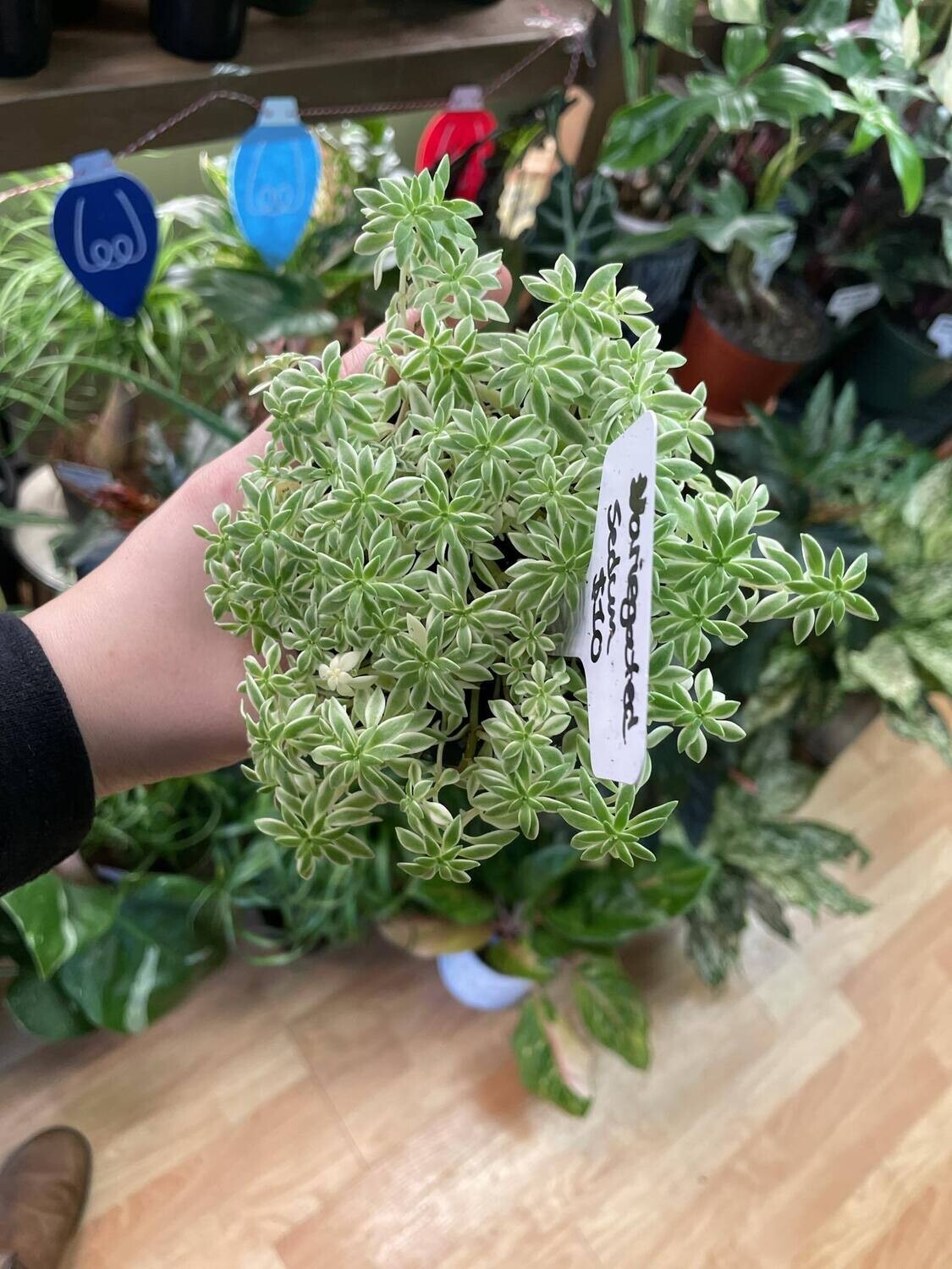 3.5&quot; Variegated Sedum