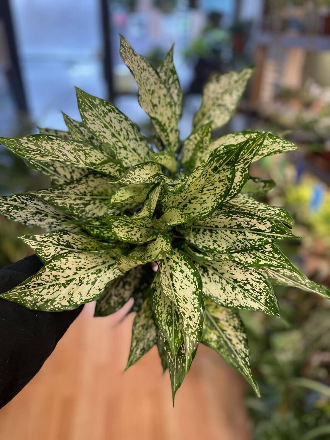 6&quot; Aglaonema Spring Snow