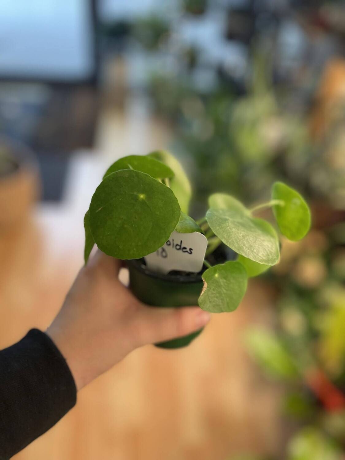 3.5&quot; Pilea Peperomioides