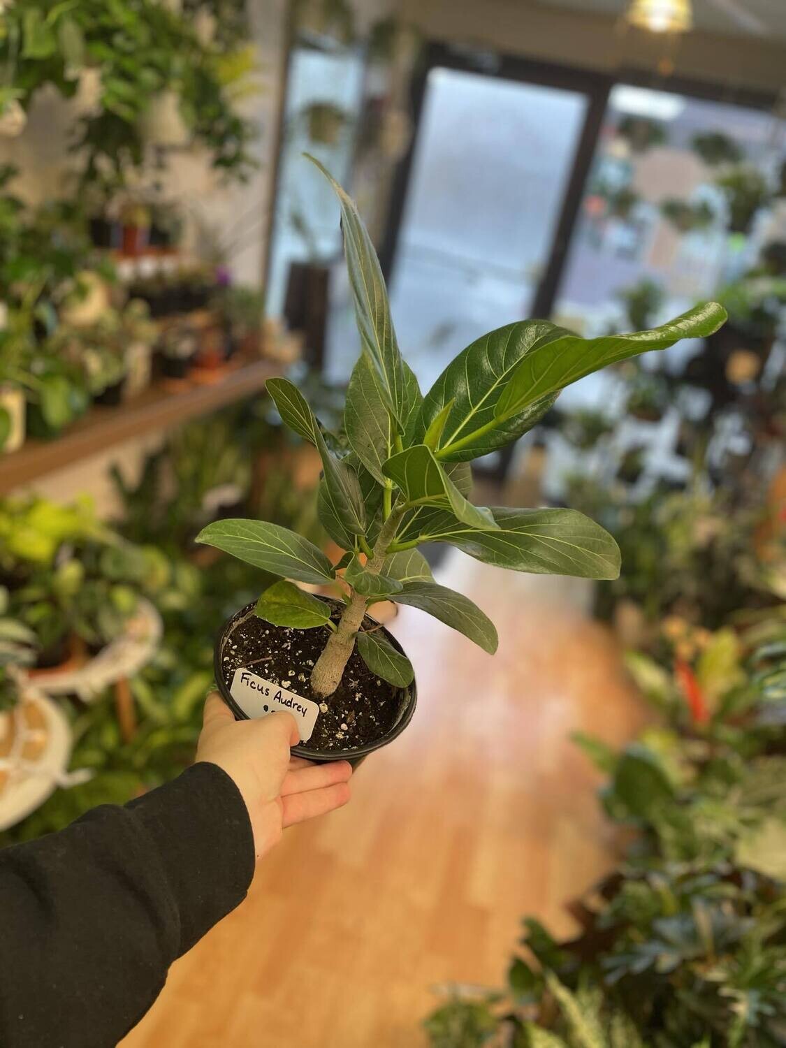 6&quot;  Ficus Audrey
