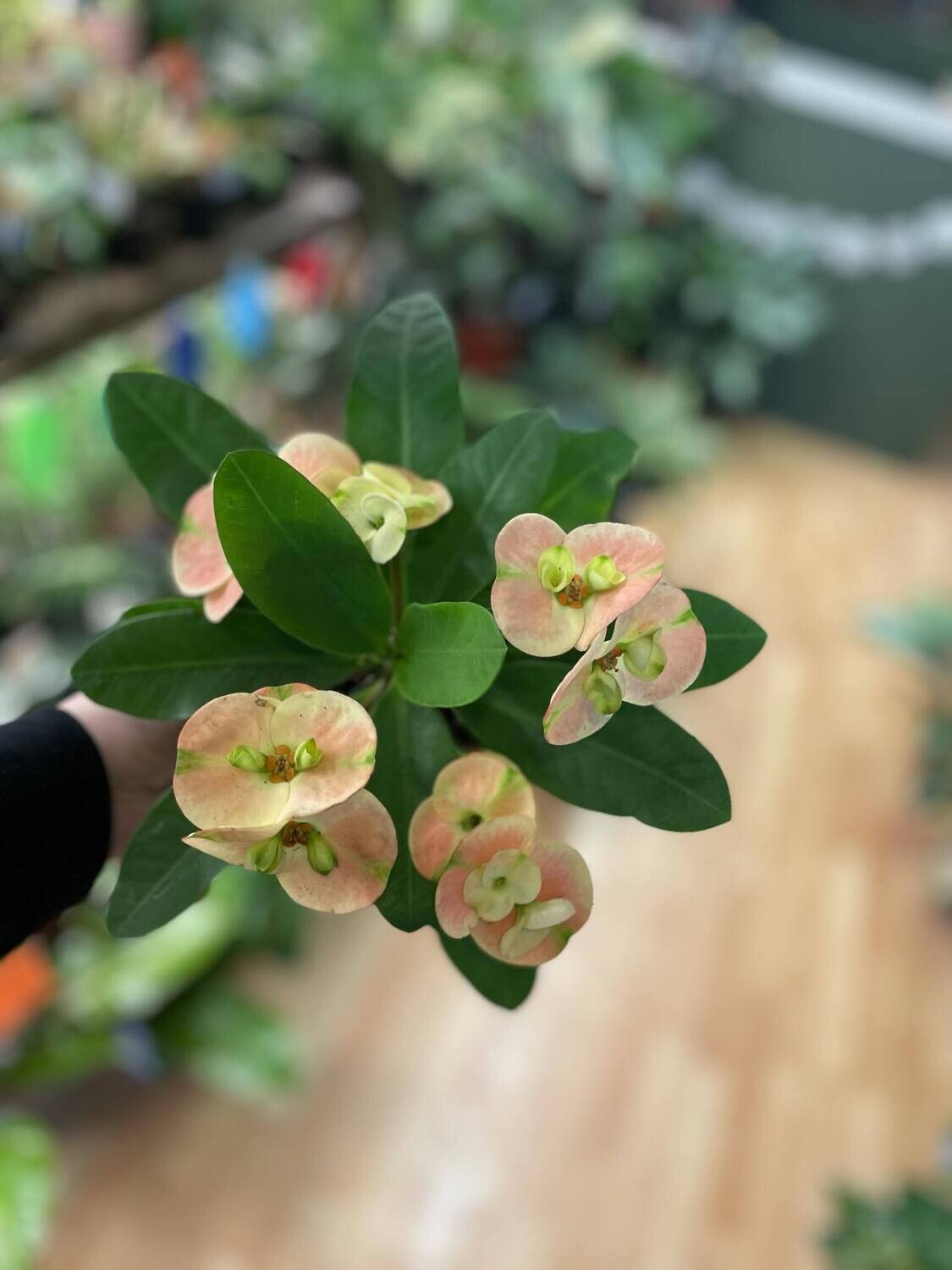 6&quot; Crown of thorns
