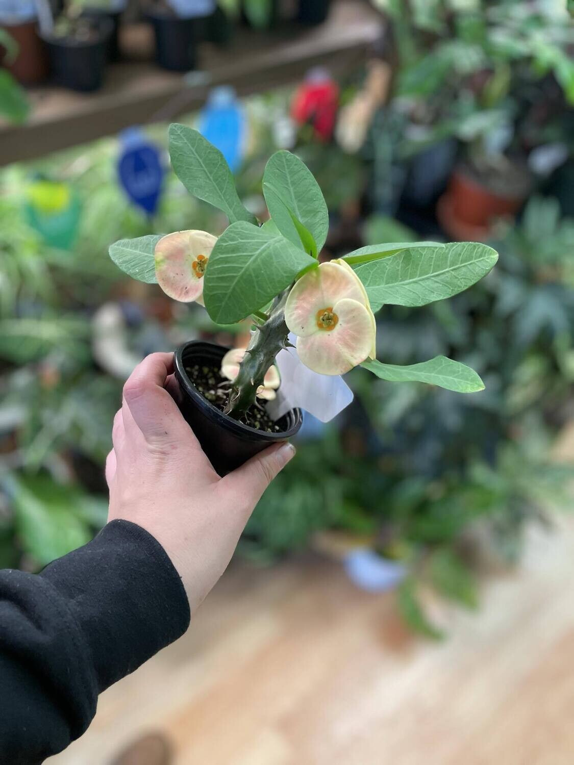 3.5&quot; Crown Of Thorns