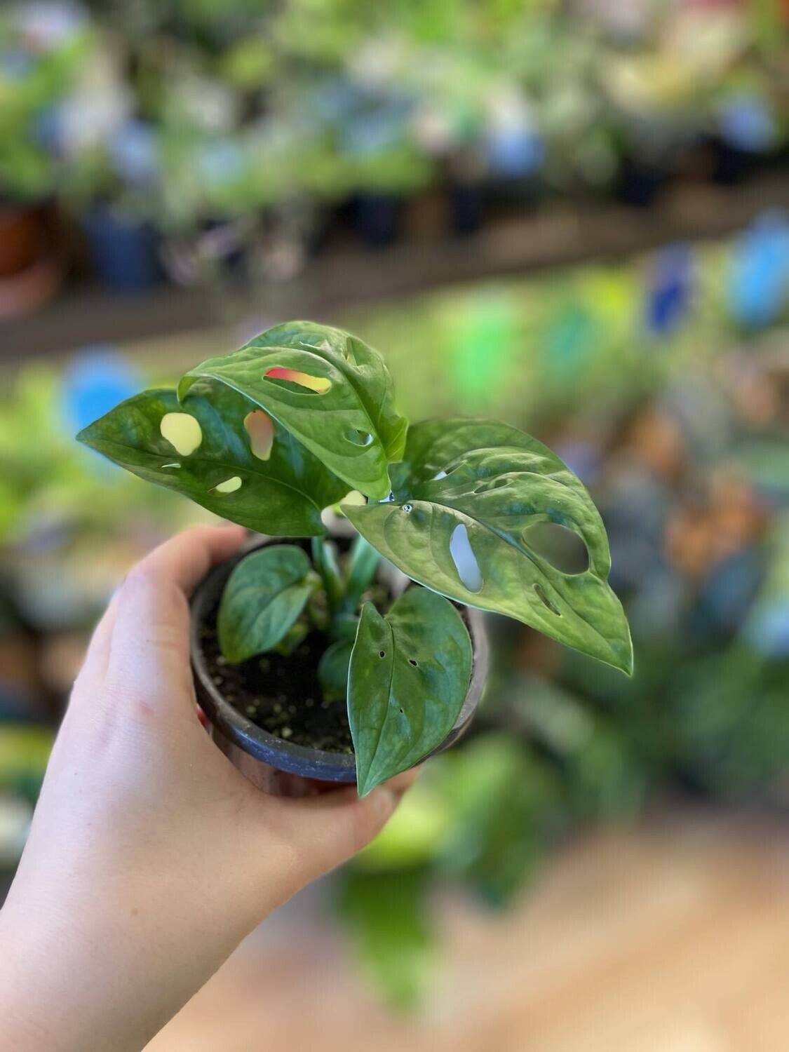 3.5&quot; Monstera Adasonii &quot;Wide Form&quot;