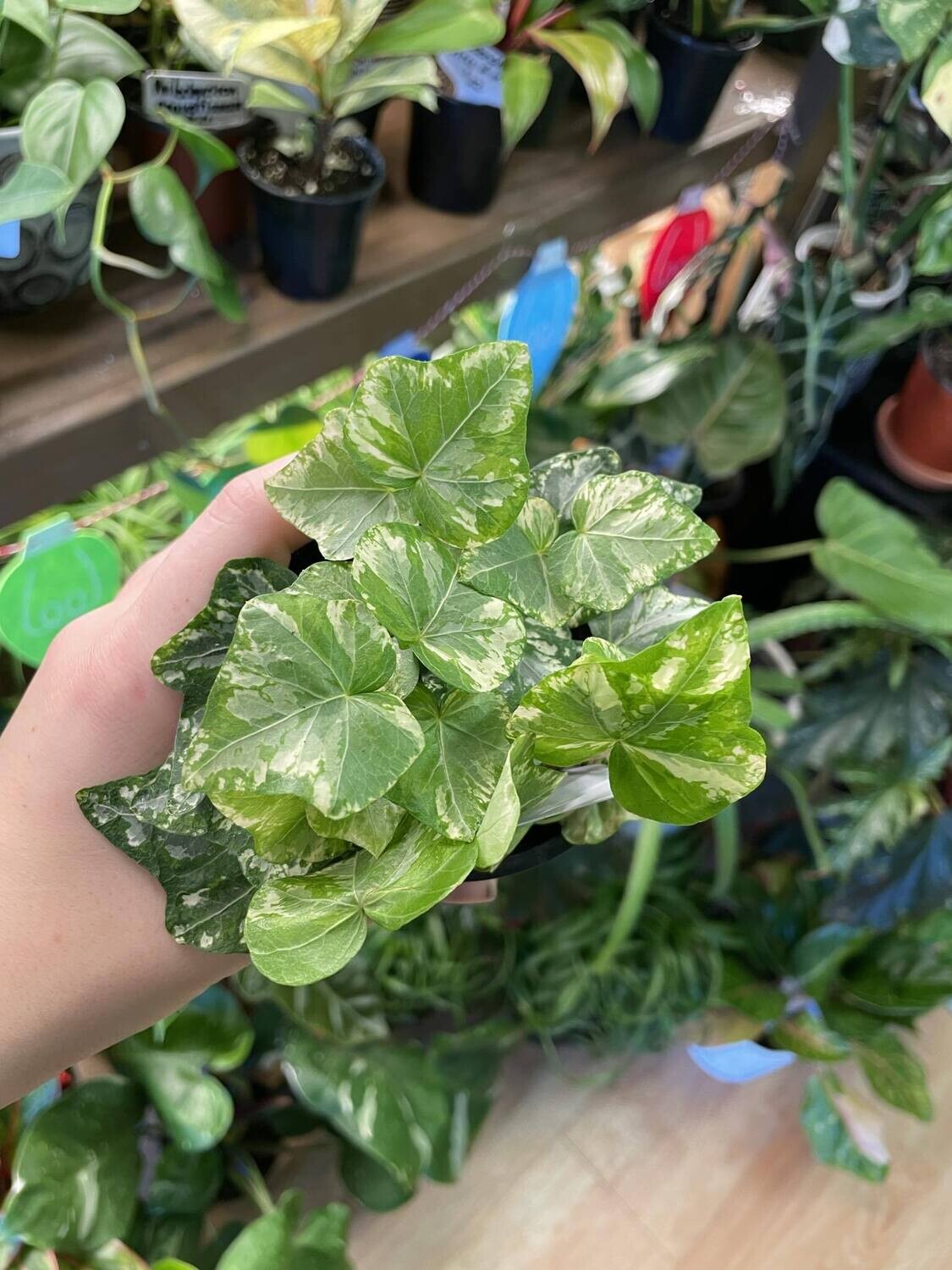 3.5&quot; Hedera Helix White Wonder