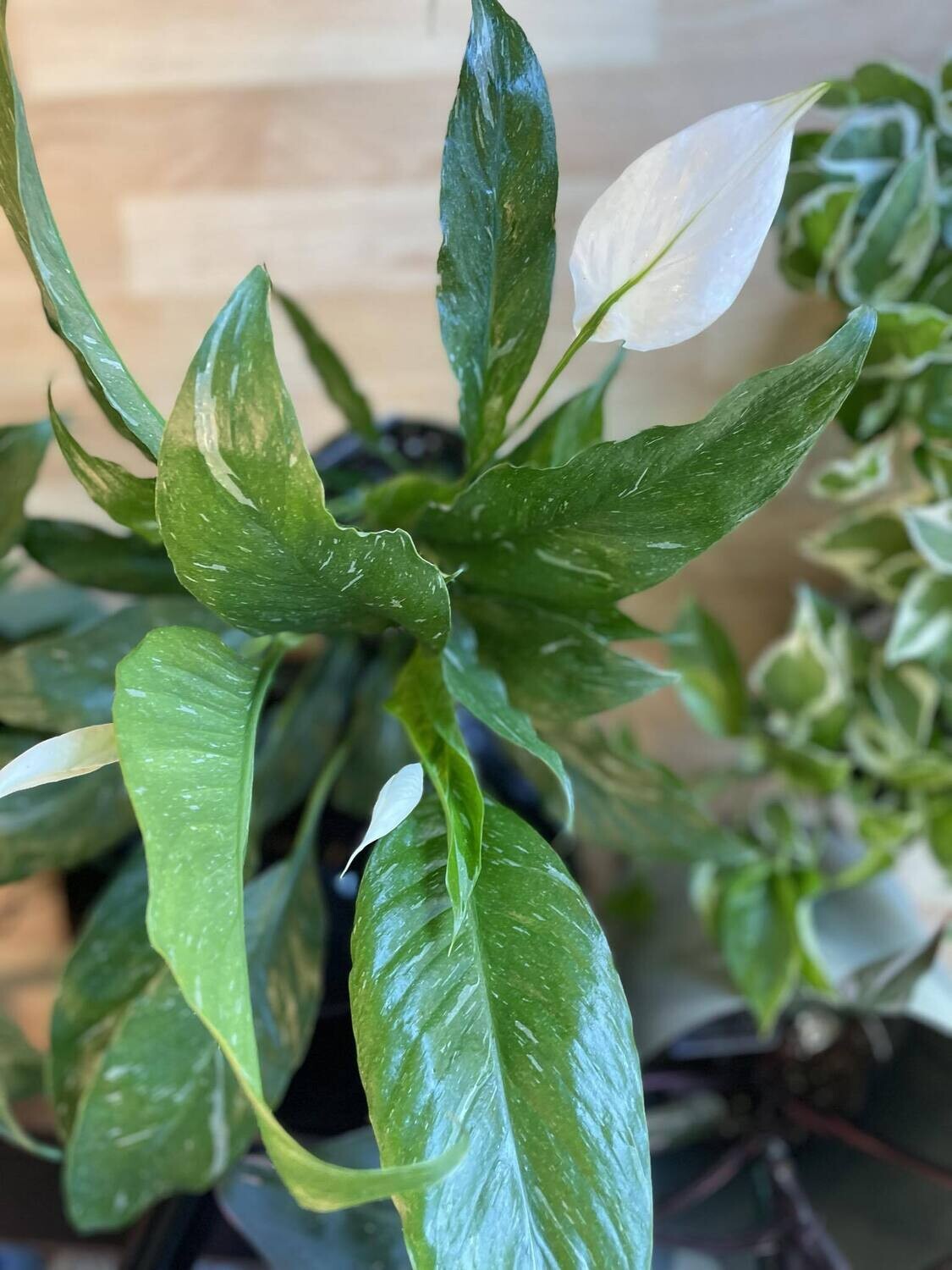 6&quot; Spathiphyllum Domino