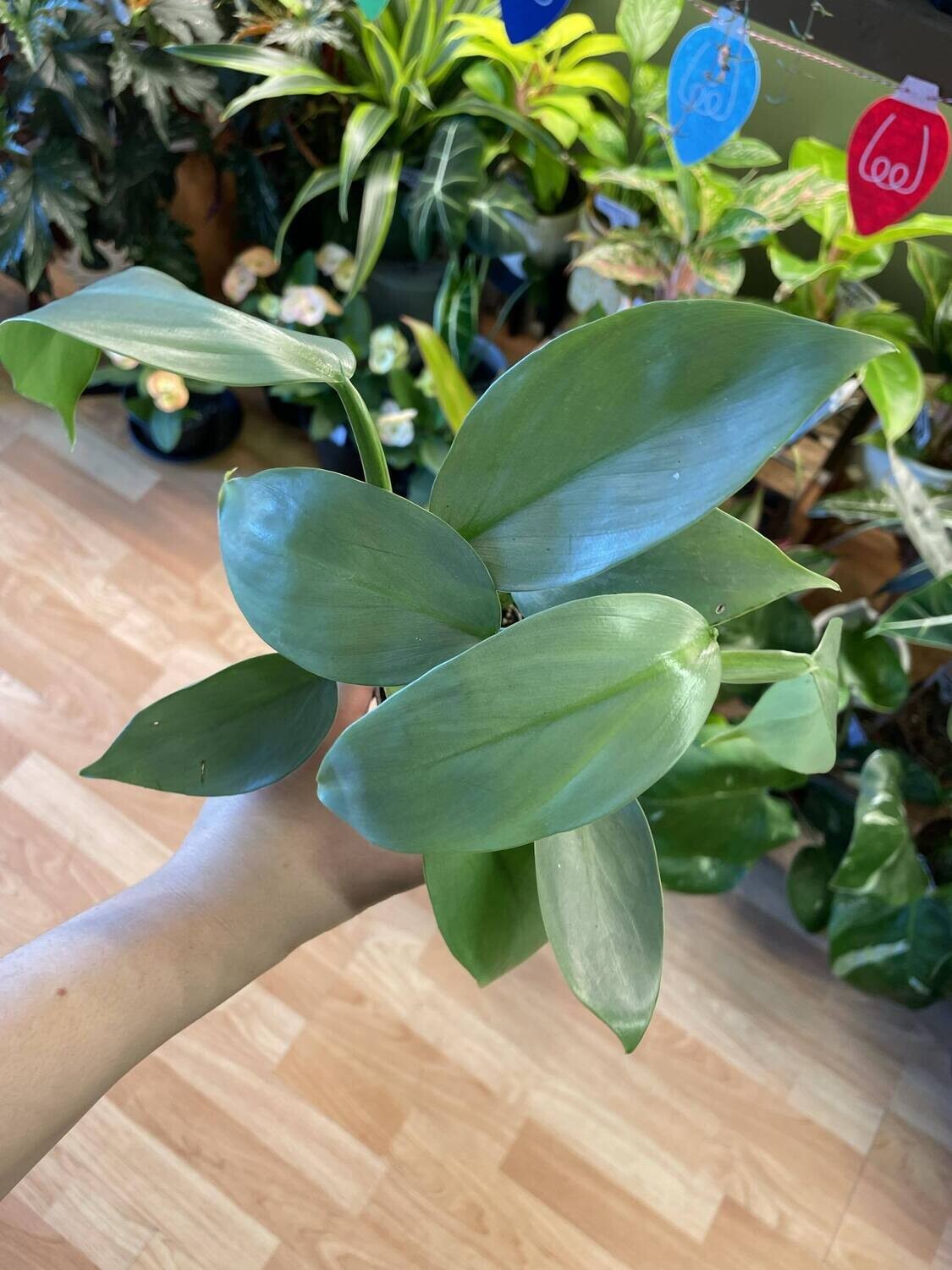 3.5&quot; Philodendron Sliver Sword