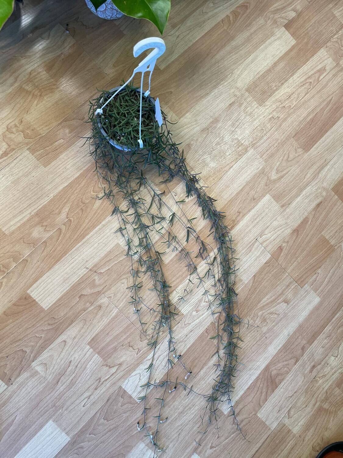 6&quot; String of Needles