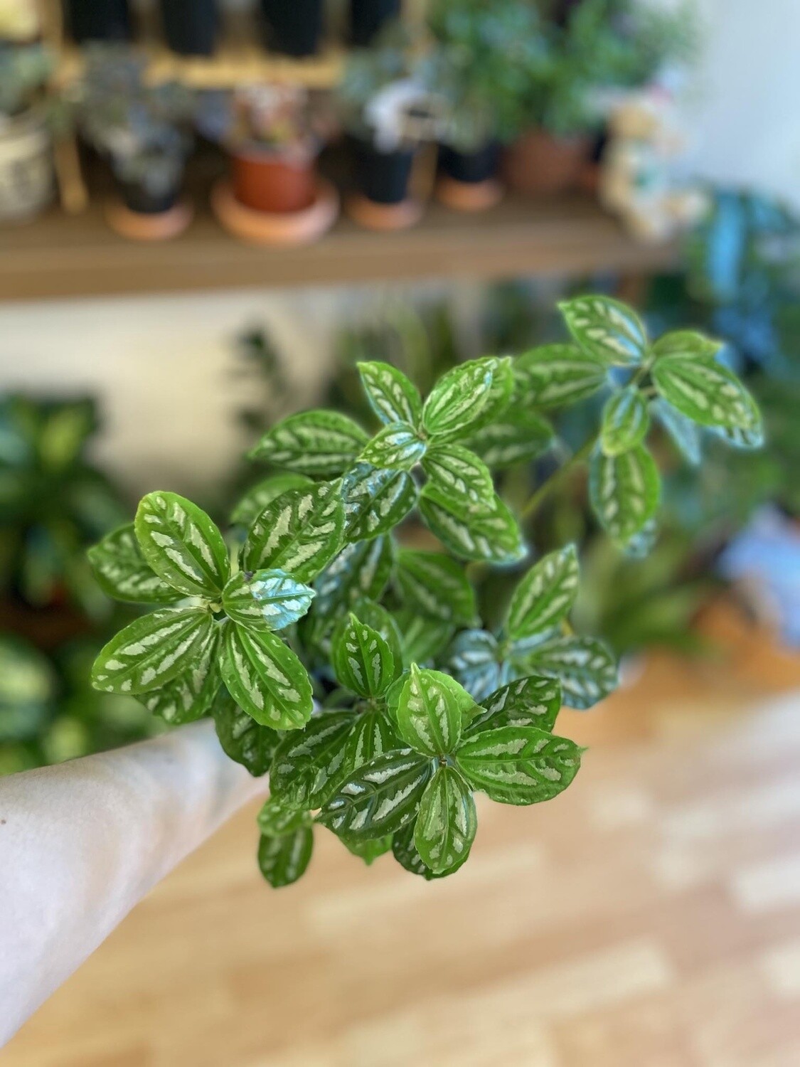 3.5&quot; Pilea Aluminum