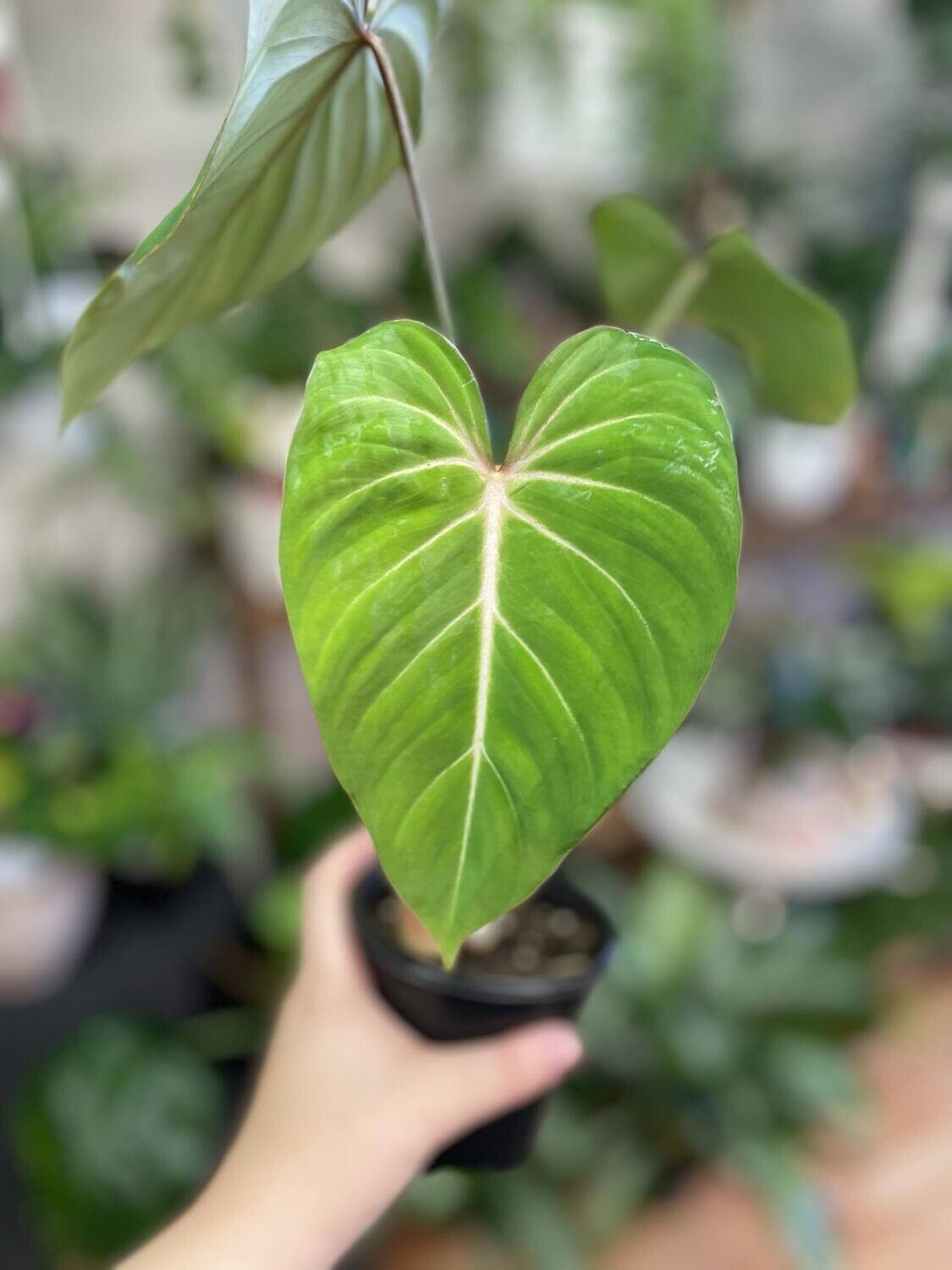 4&quot; Philodendron Gloriosum Zebra