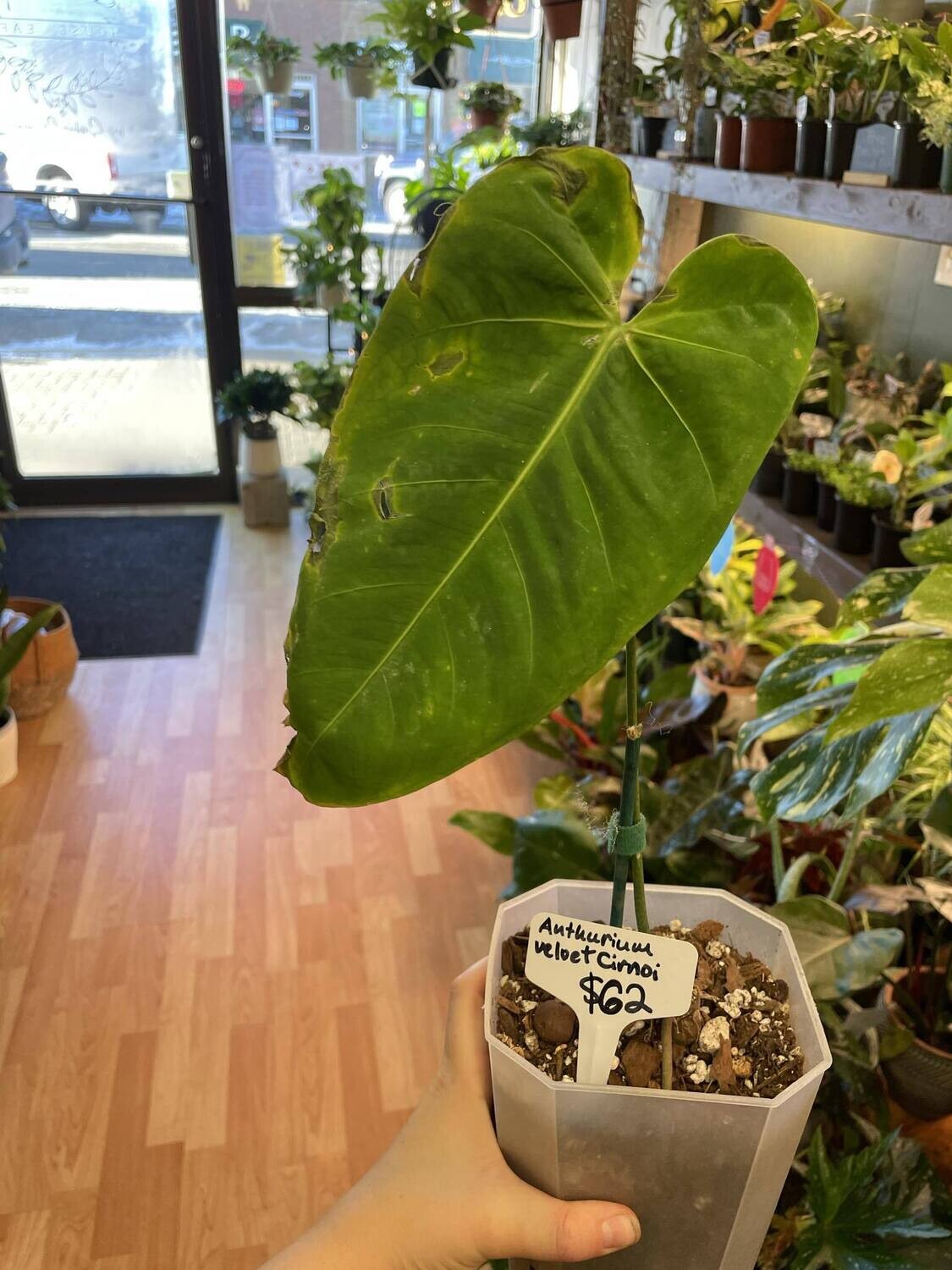 5&quot; Anthurium Cirinoi Velvet