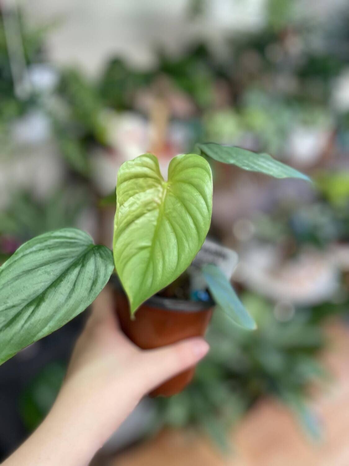 4&quot; Philodendron Columbia spp