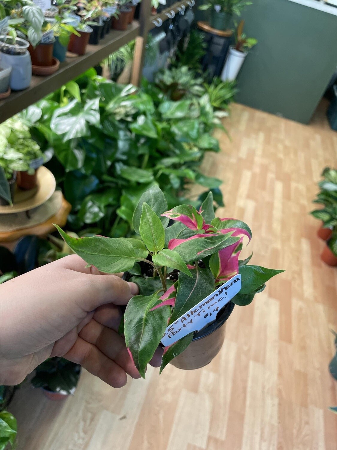 3.5&quot; Alternanthera Ficoidea Party Time