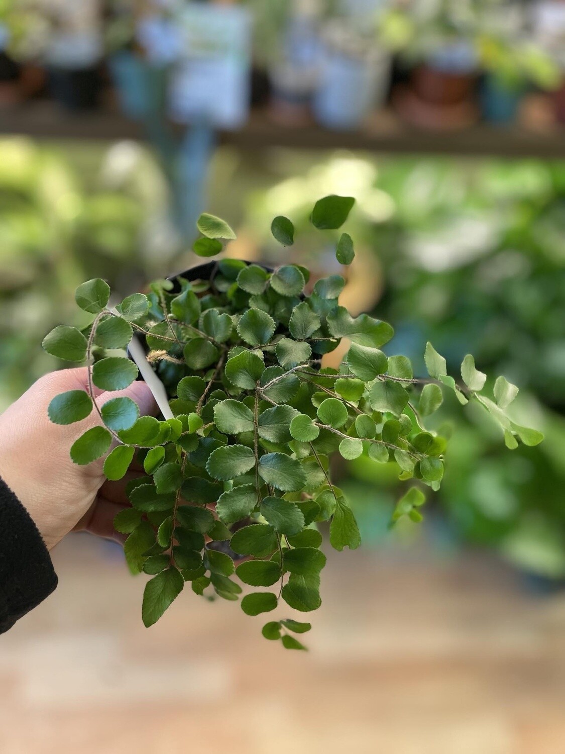 3.5&quot;  Button Fern