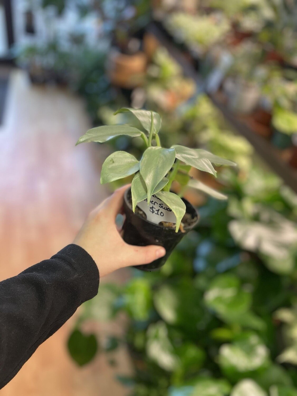 3.5&quot; Philodendron Silver Sword