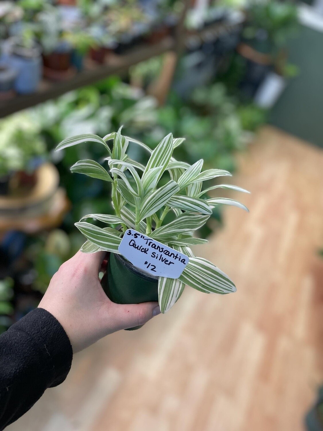 3.5&quot; Tradescantia Quick Silver