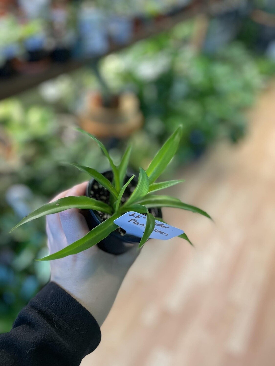3.5&quot; Green Spider Plant
