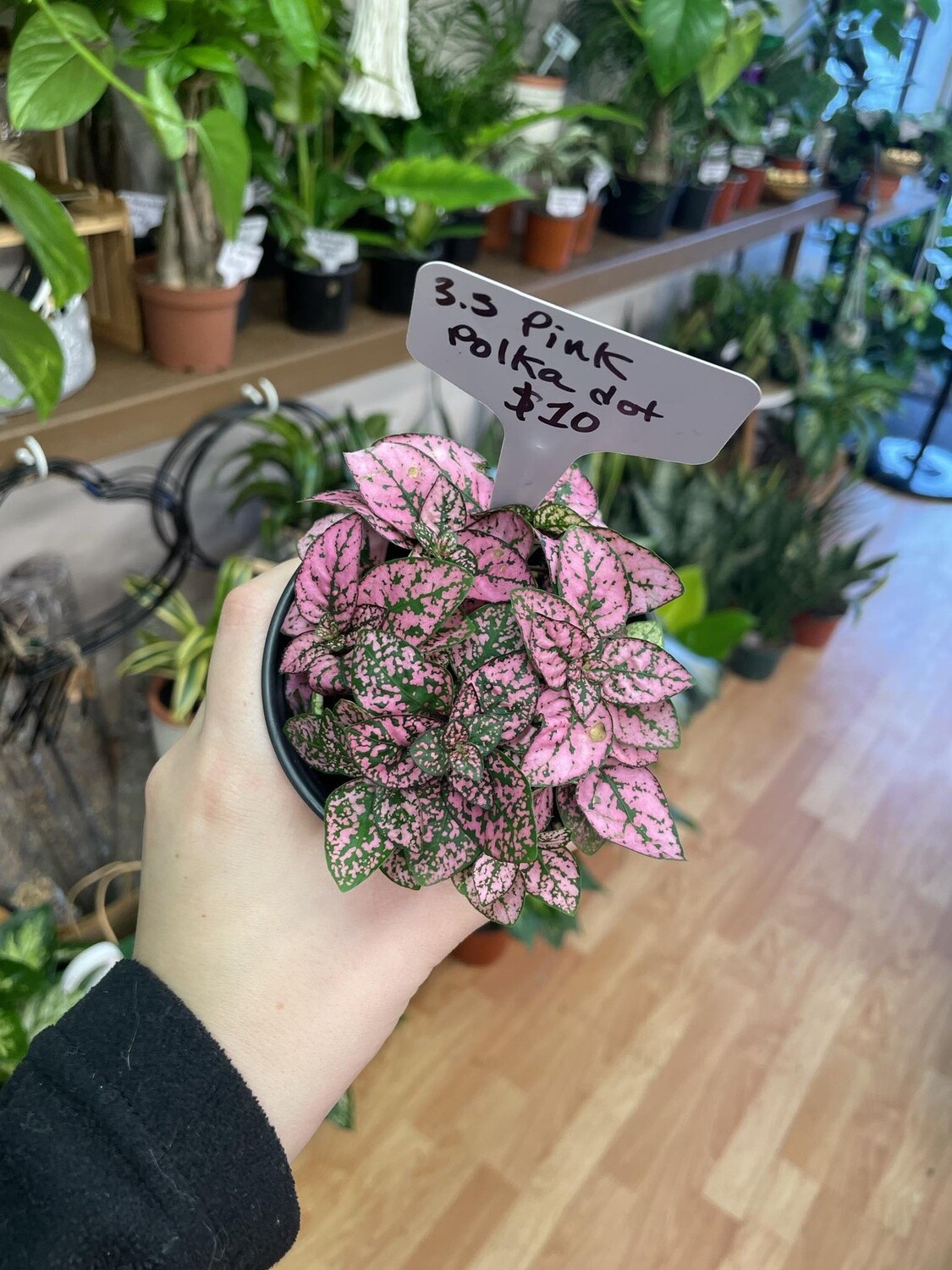 3.5&quot; Pink Polka Dot Hypoestes