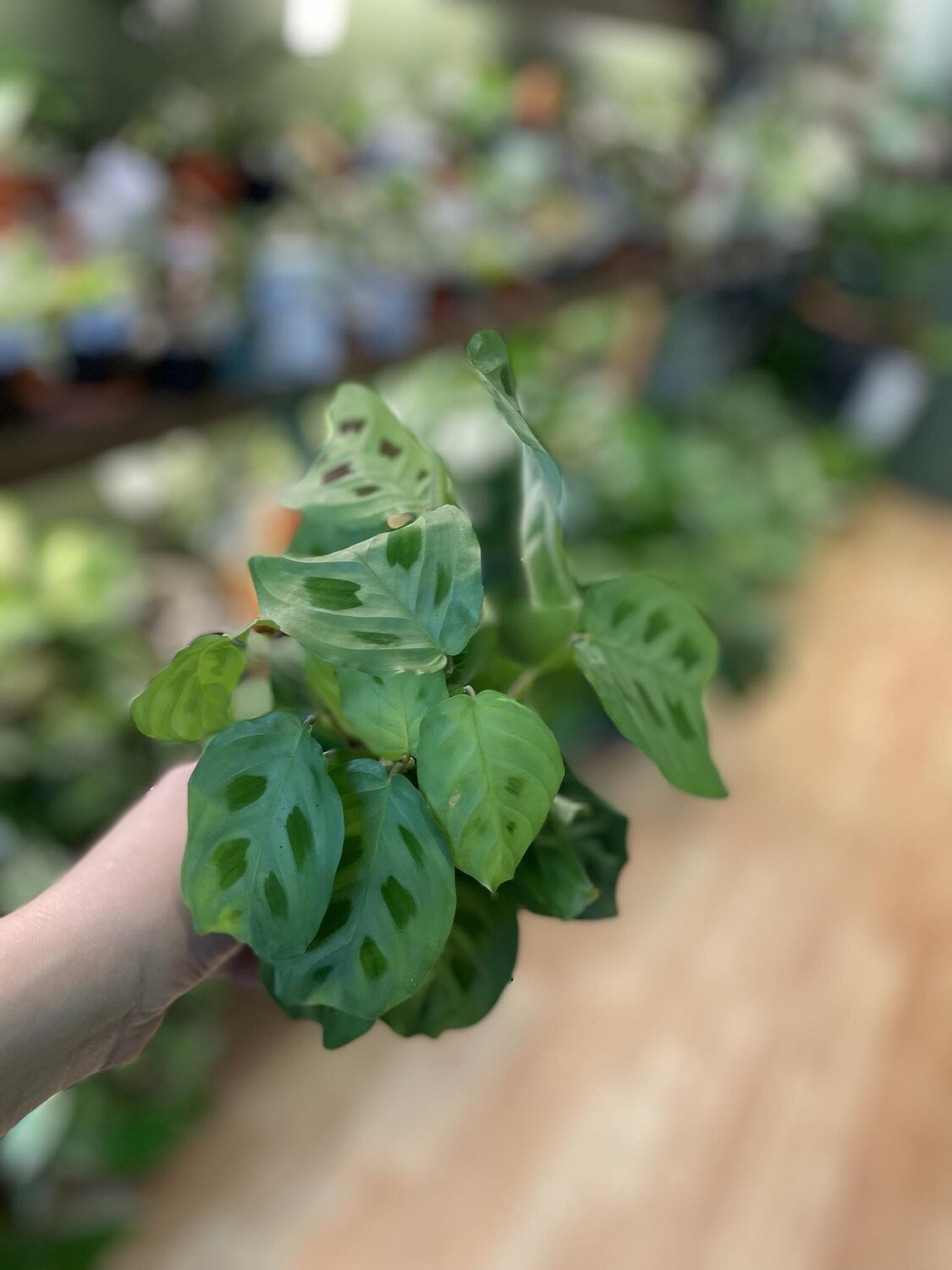 3.5&quot; Calathea Rabbit Foot
