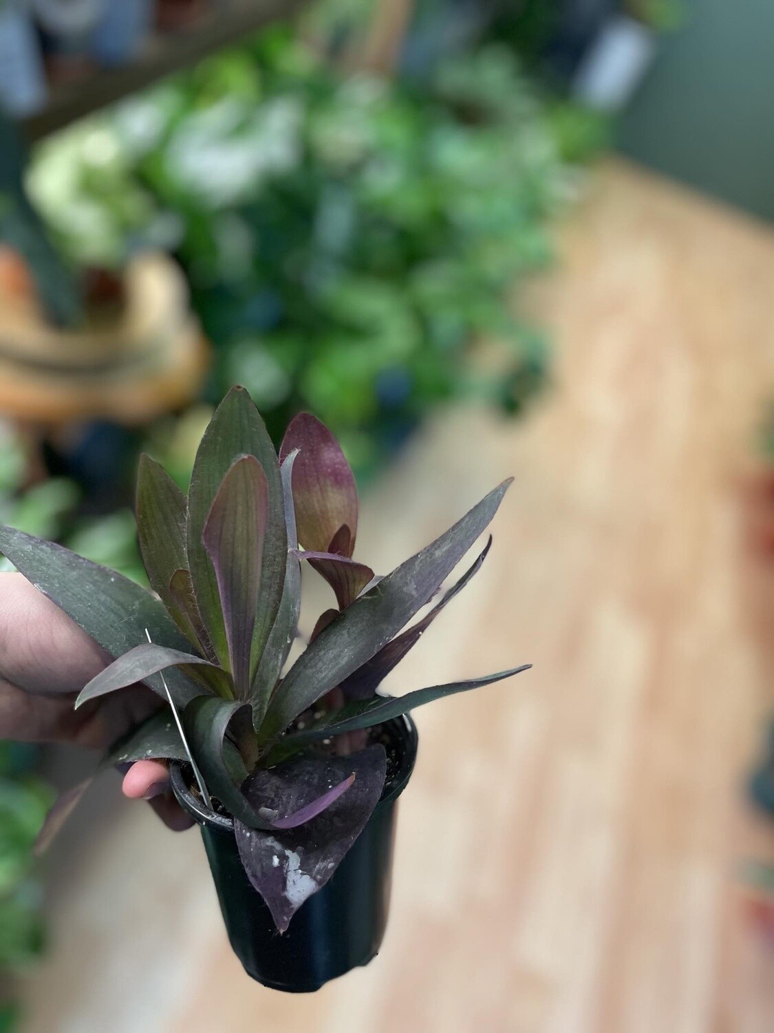 3.5&quot; Tradescantia Purple Heart