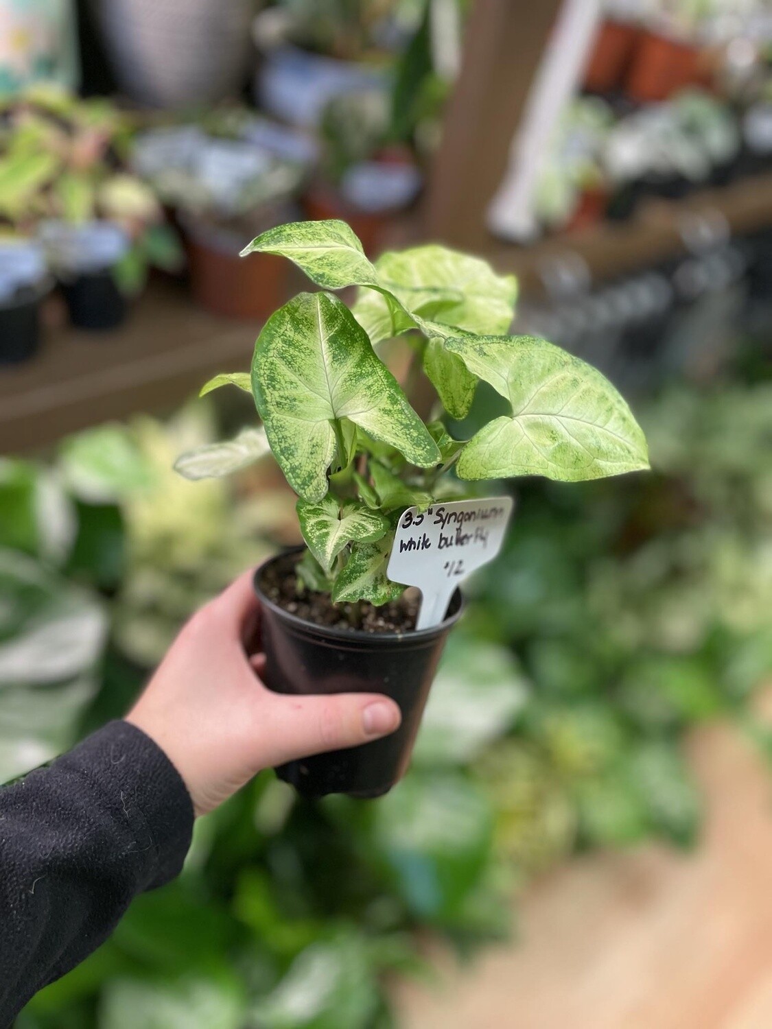 3.5&quot; Syngonium White Butterly