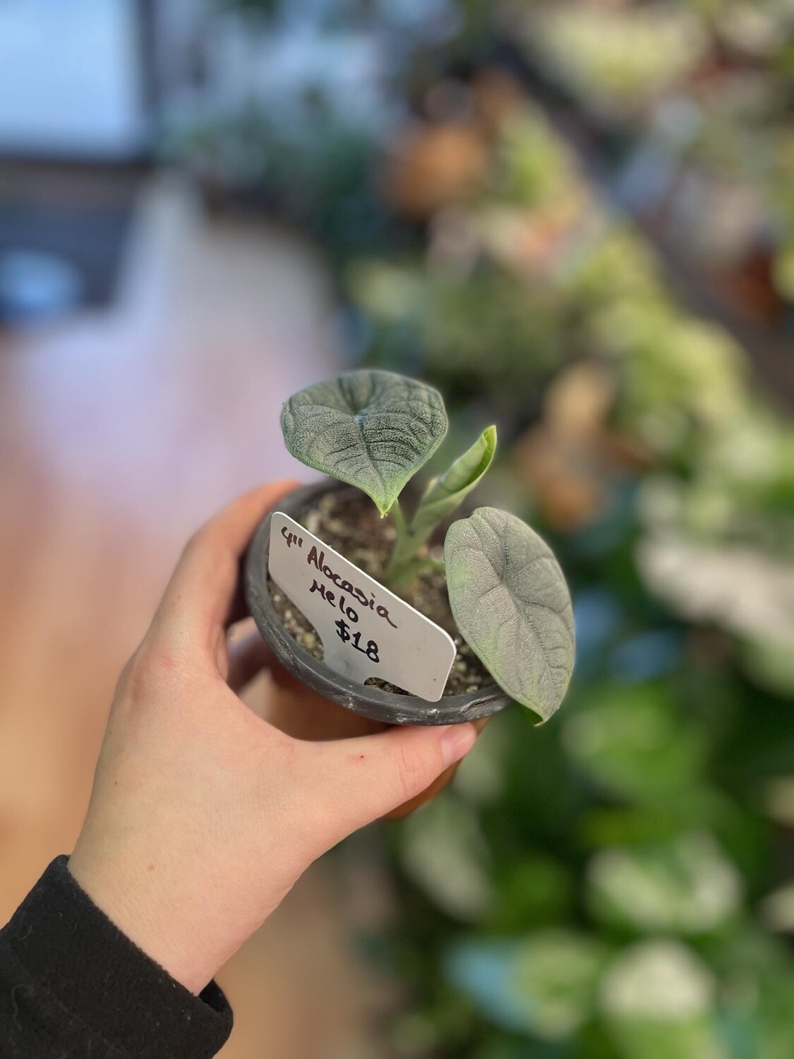 4&quot; Alocasia Melo