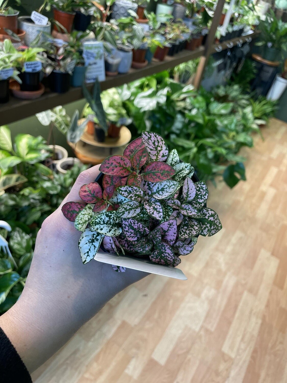 3.5&quot; Trio Colour Hypoestes