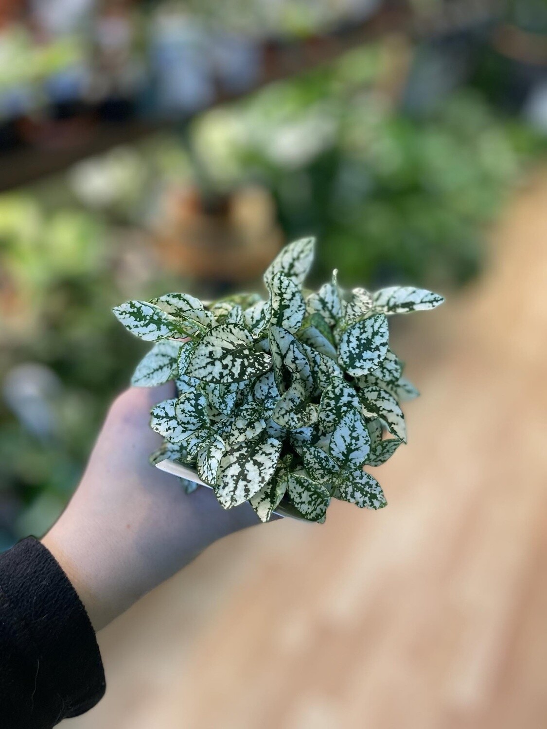 3.5&quot; White Polka Dot Hypoestes