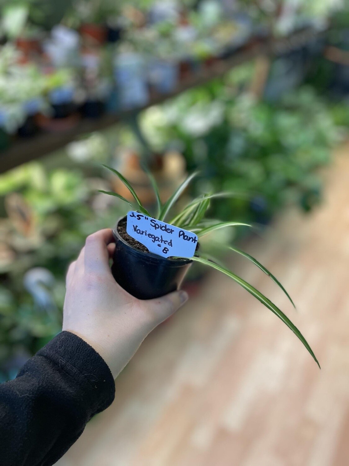 3.5&quot; Vairegated Spider Plant