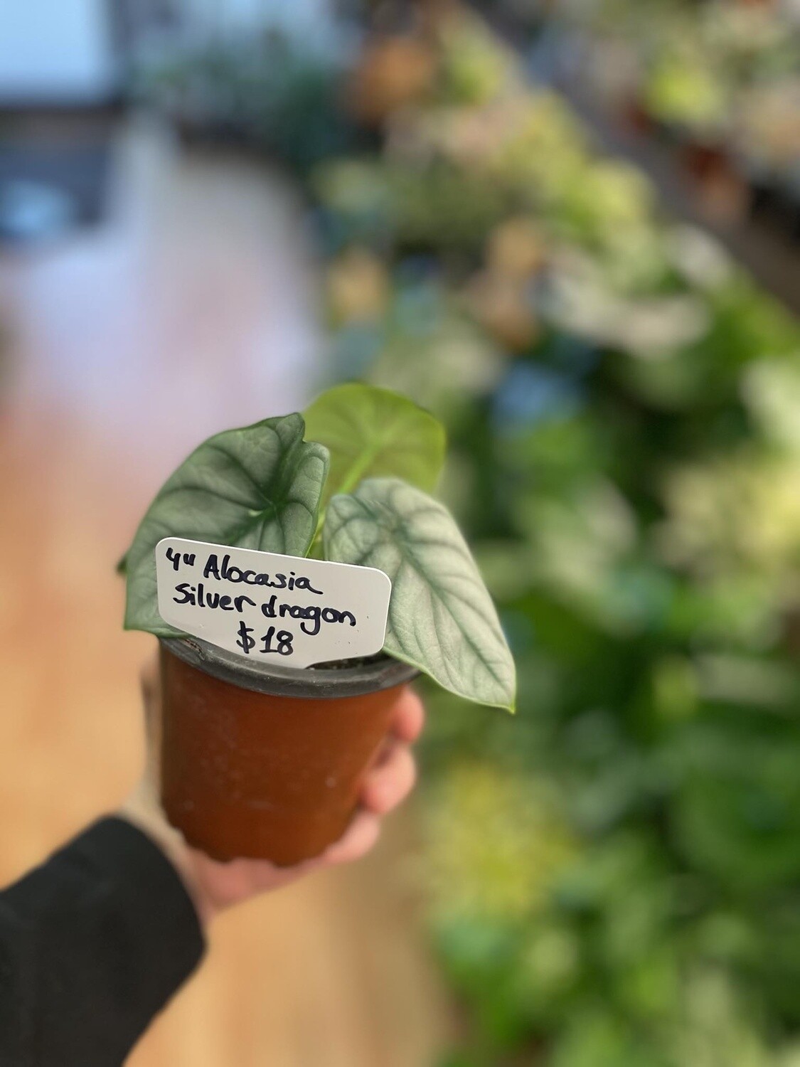 4&quot; Alocasia Silver Dragon