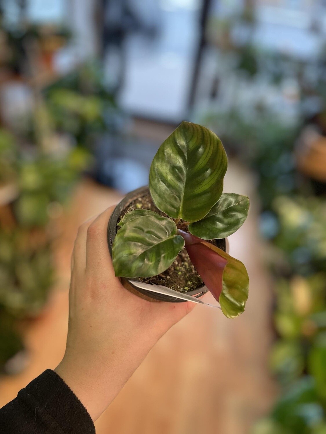 4&quot; Calathea Borussica