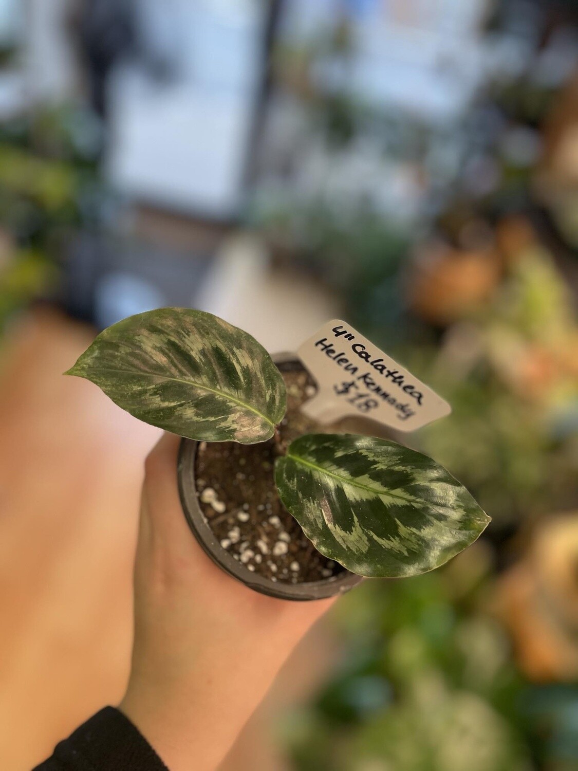 4&quot; Calathea Helen Kennedy