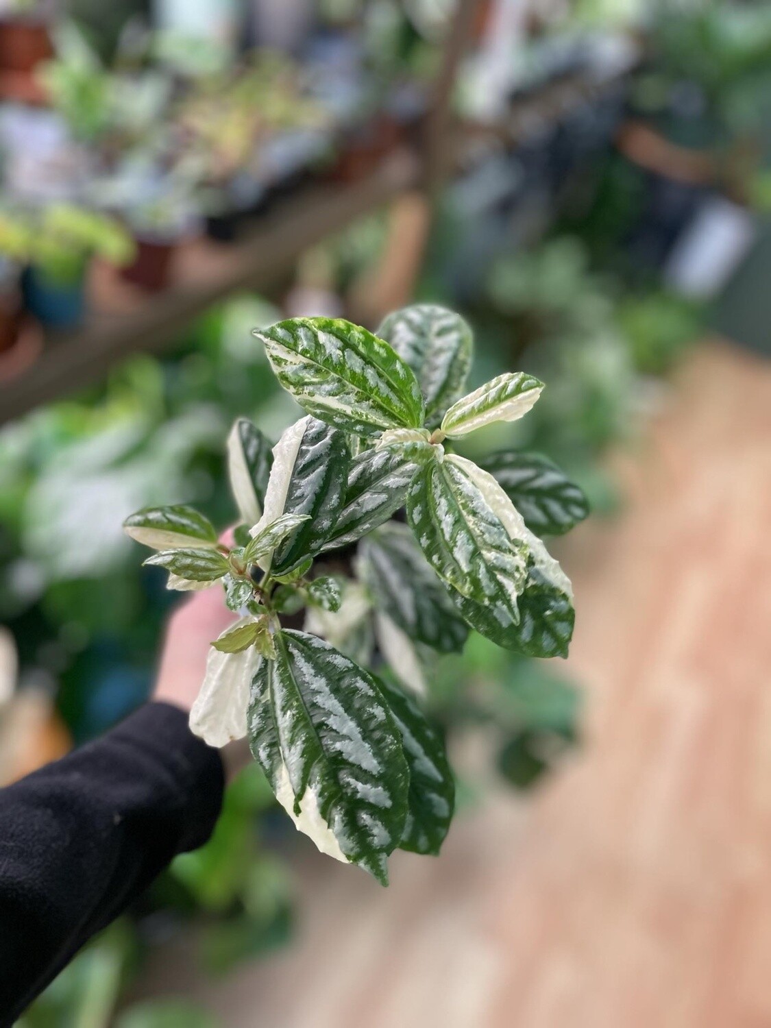 3.5&quot; Variegated Pilea Alumminum