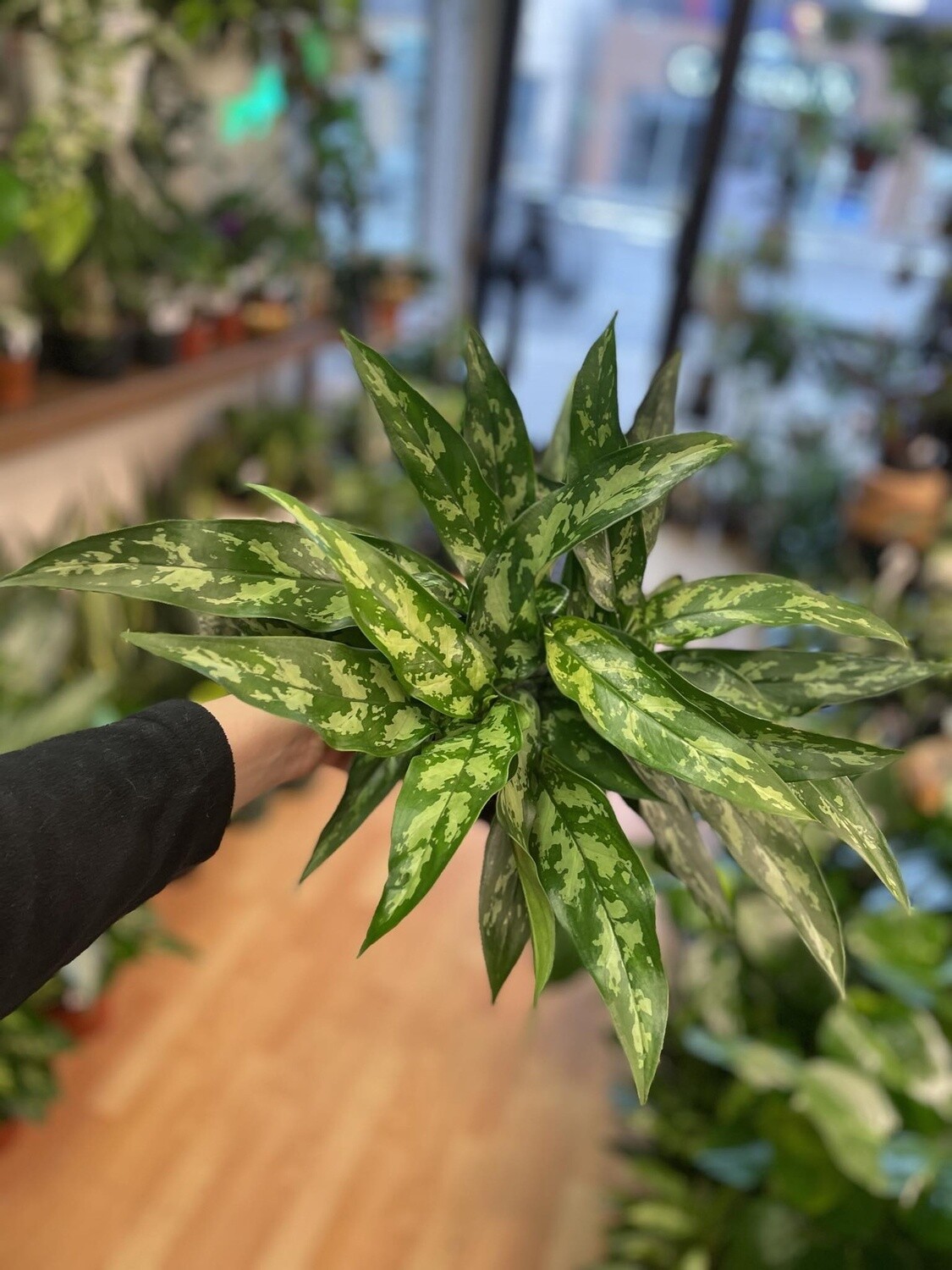6&quot;  Aglaonema Maria