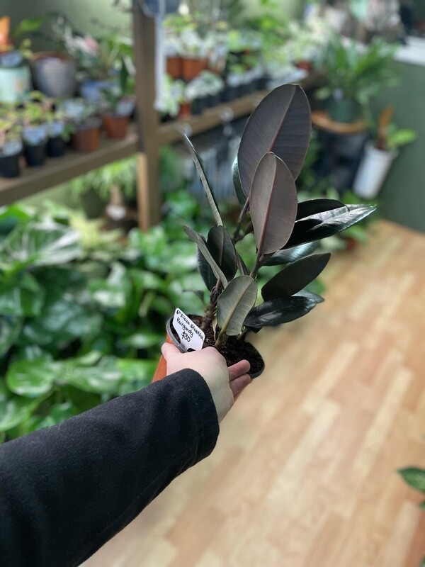 6&quot; Ficus Elastica Burgundy