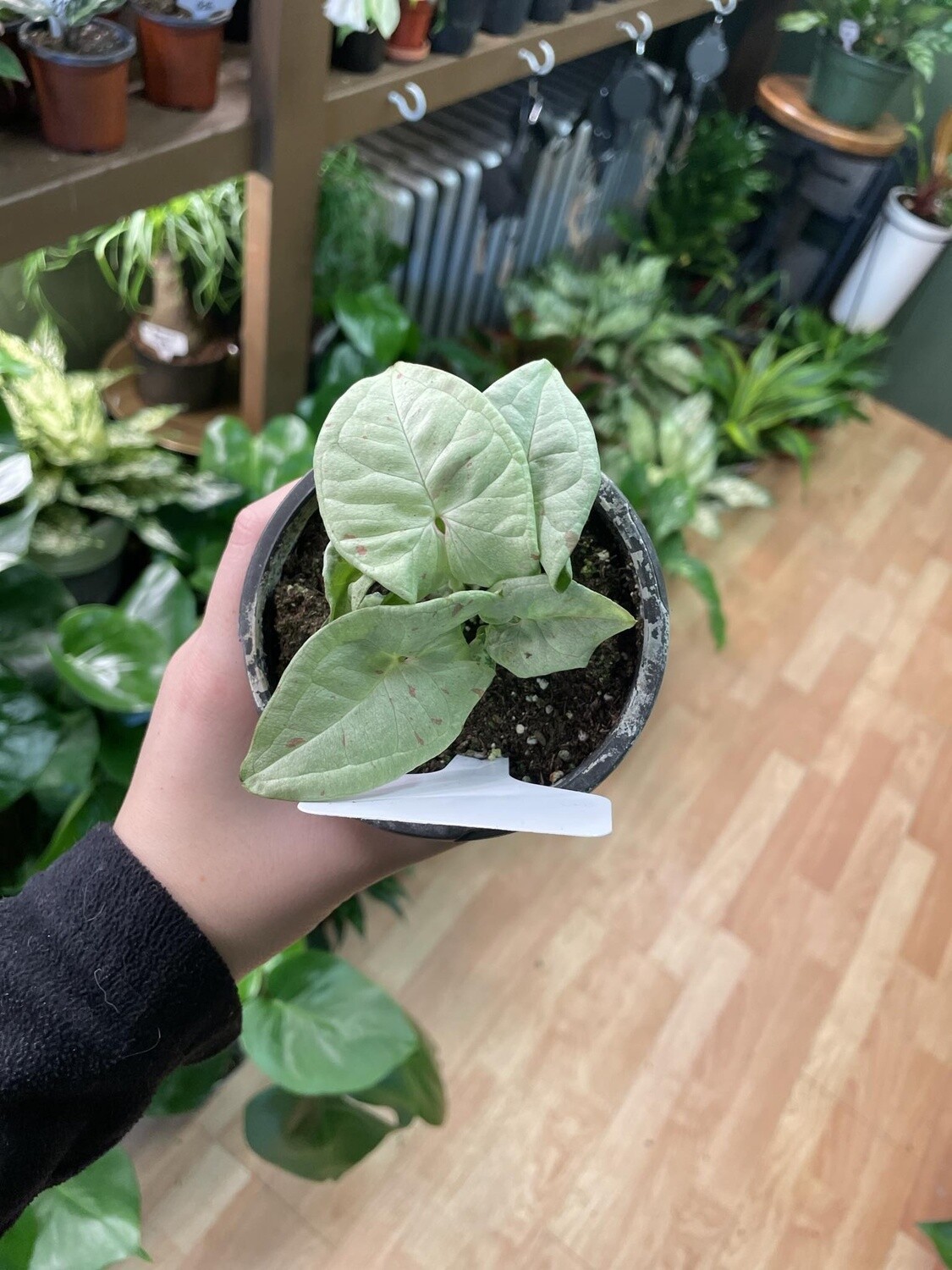 4&quot; Syngonium Coffee Milk