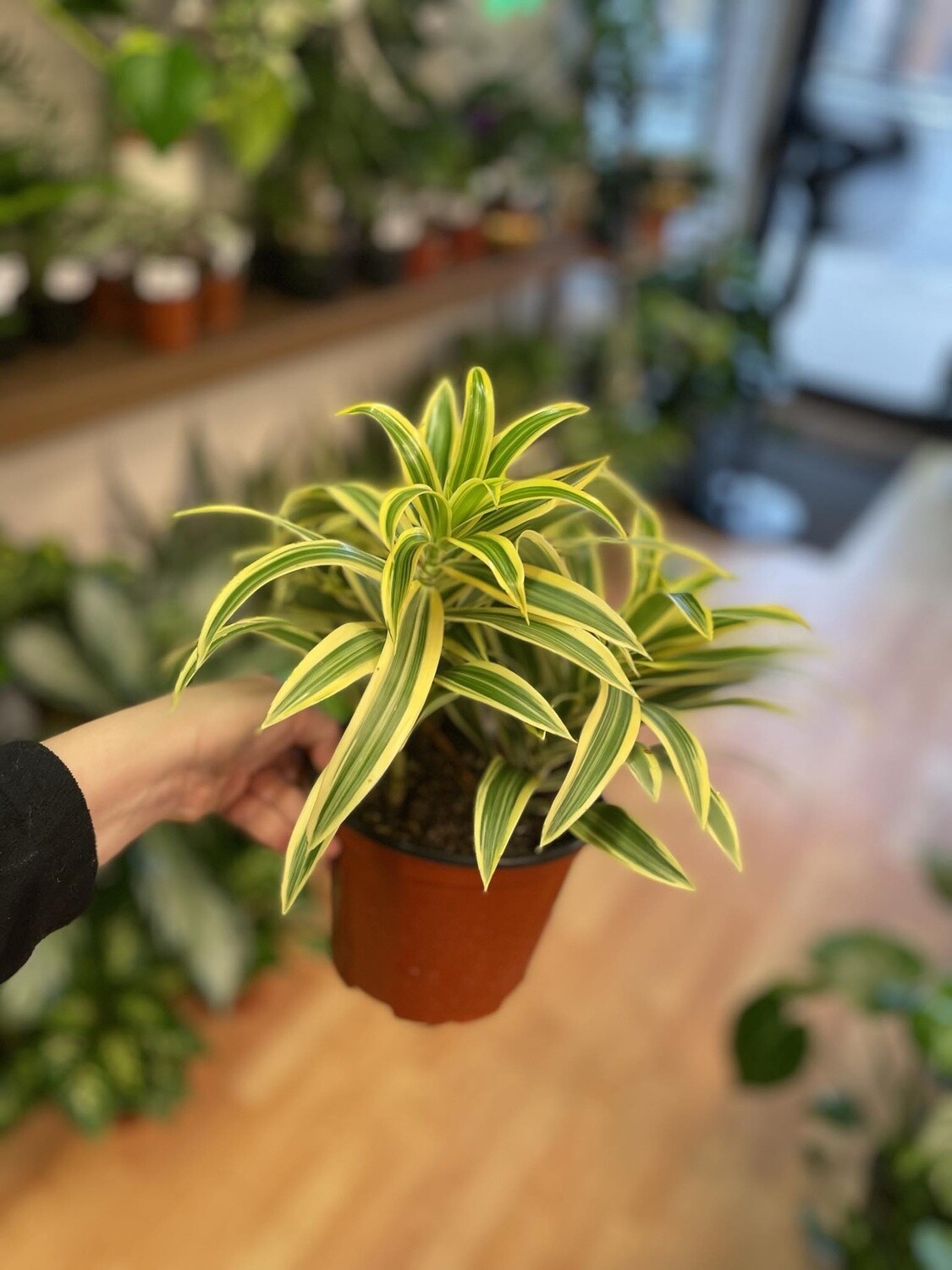 6&quot; Dracena Song of India