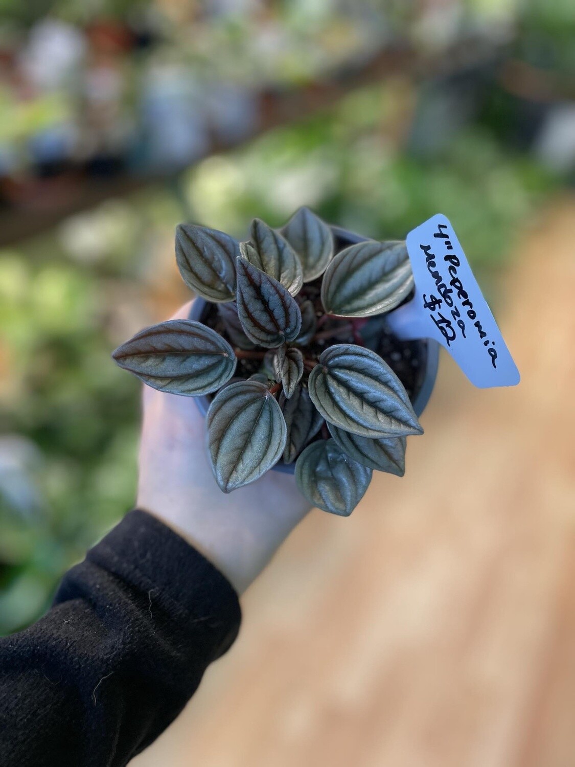 4&quot; Peperomia Mendoza