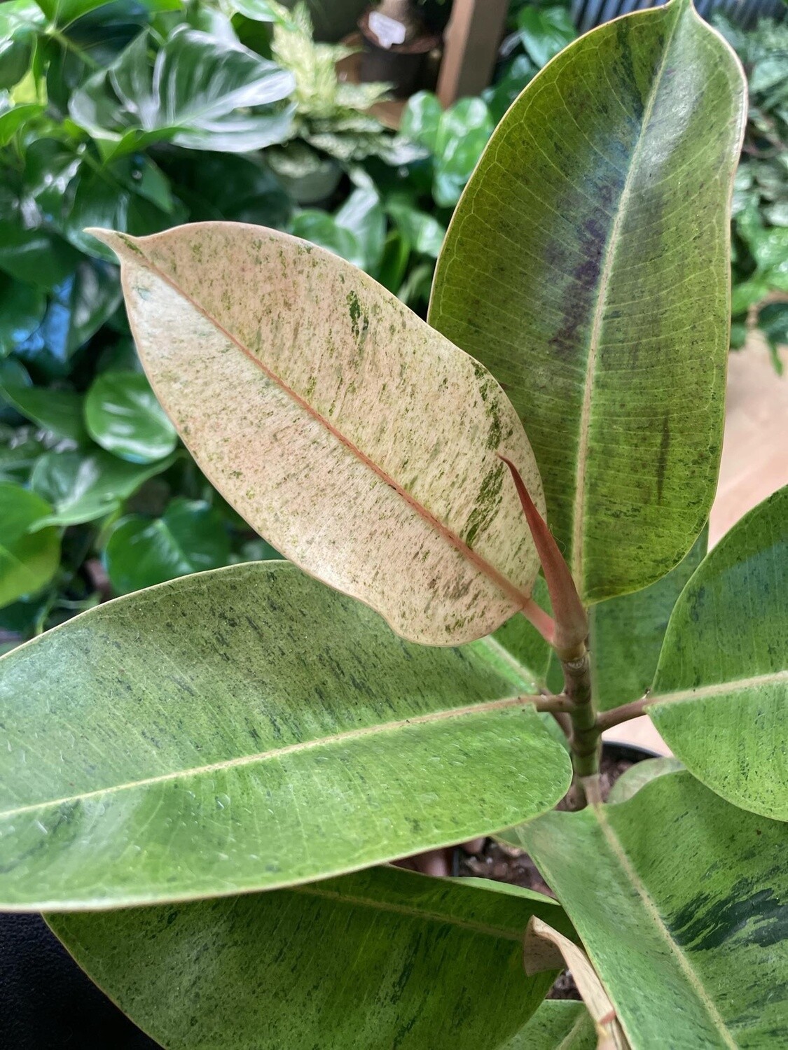 6&quot; Ficus Shivereana