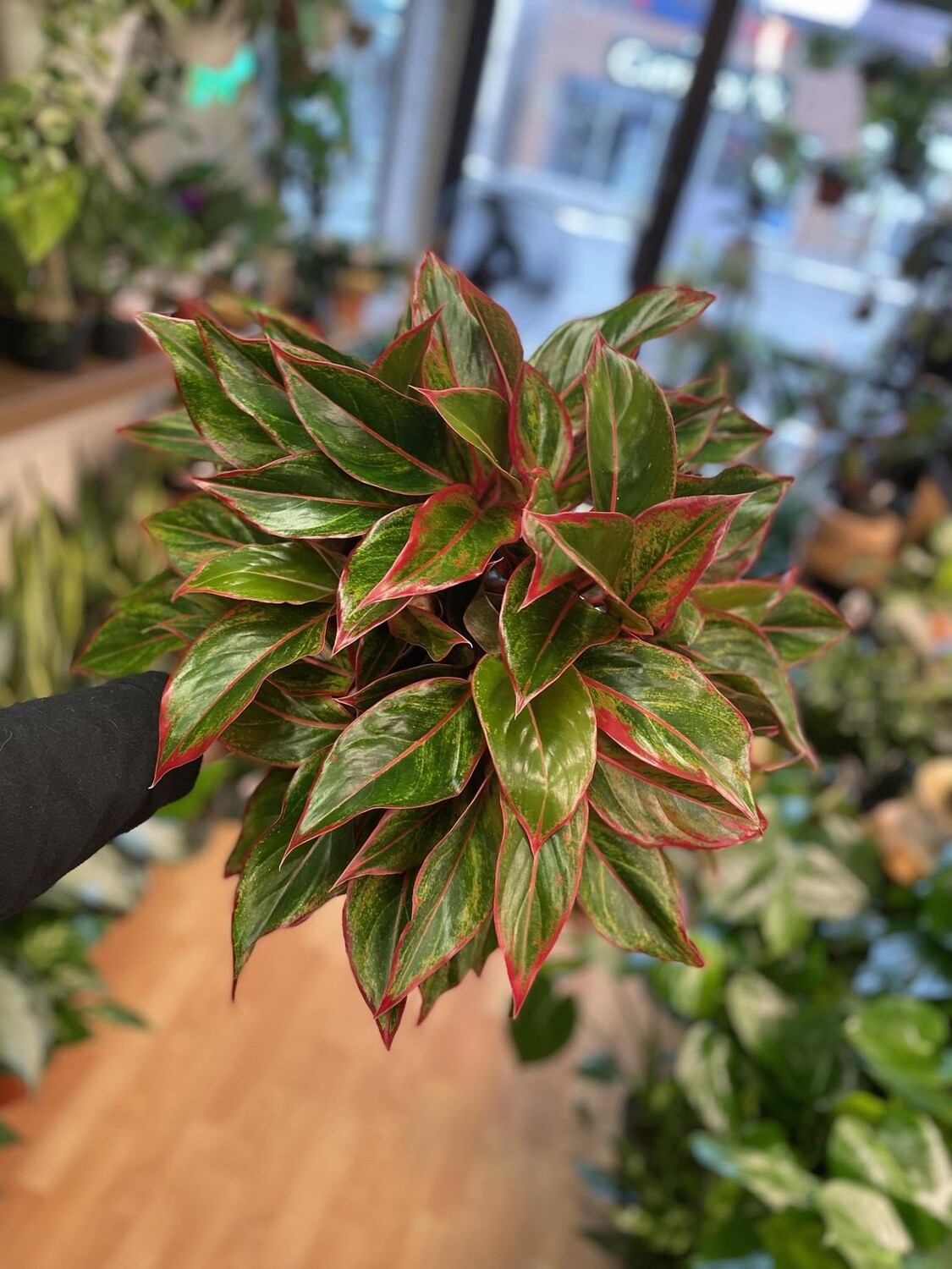 8&quot; Aglaonema Red Siam