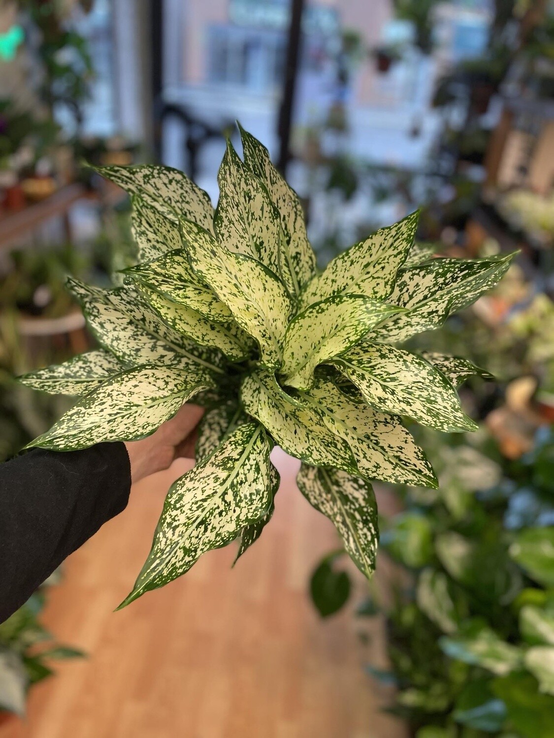 8&quot; Aglaonema Spring Snow