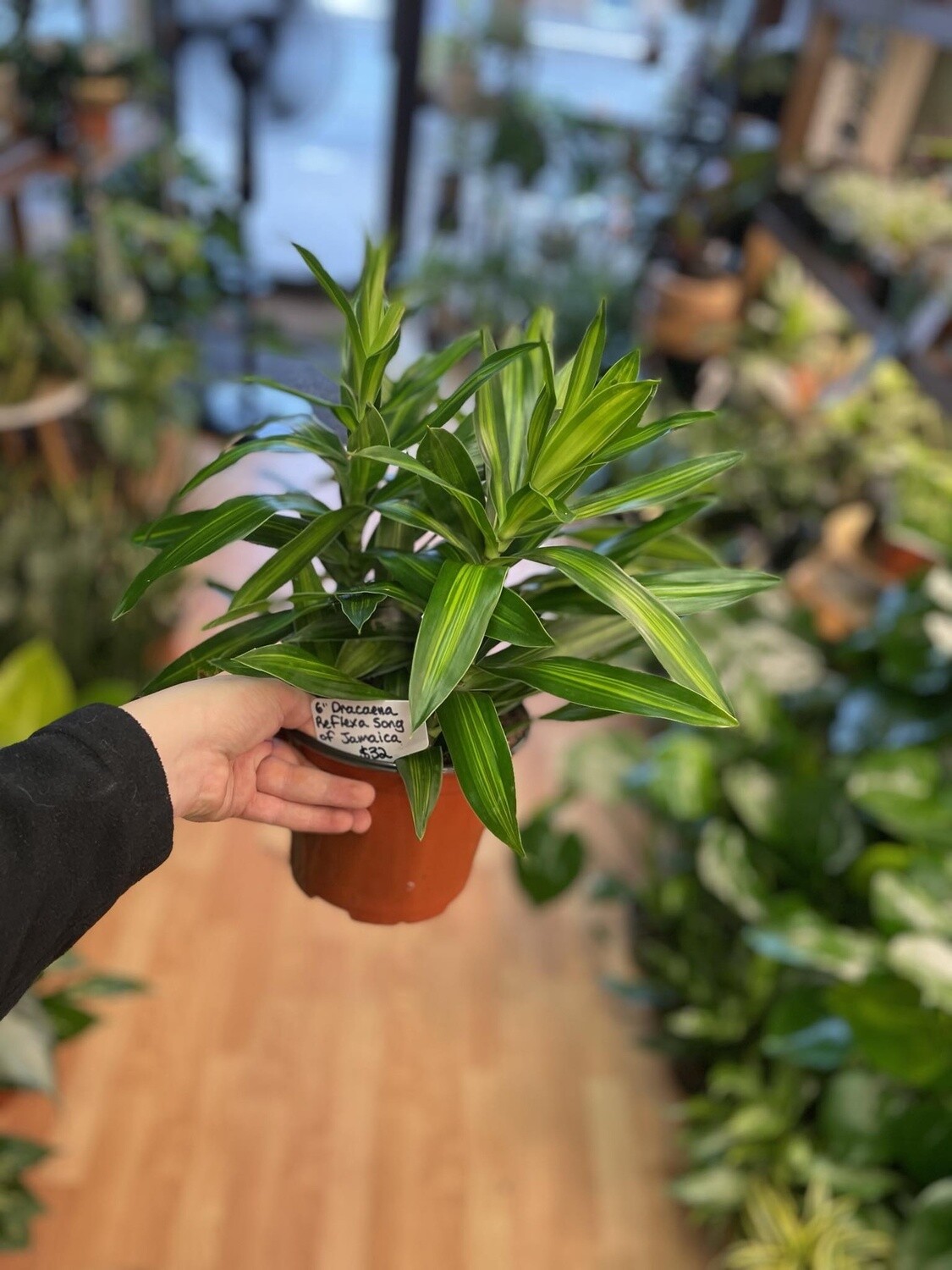 6&quot; Dracena Song of Jamaica