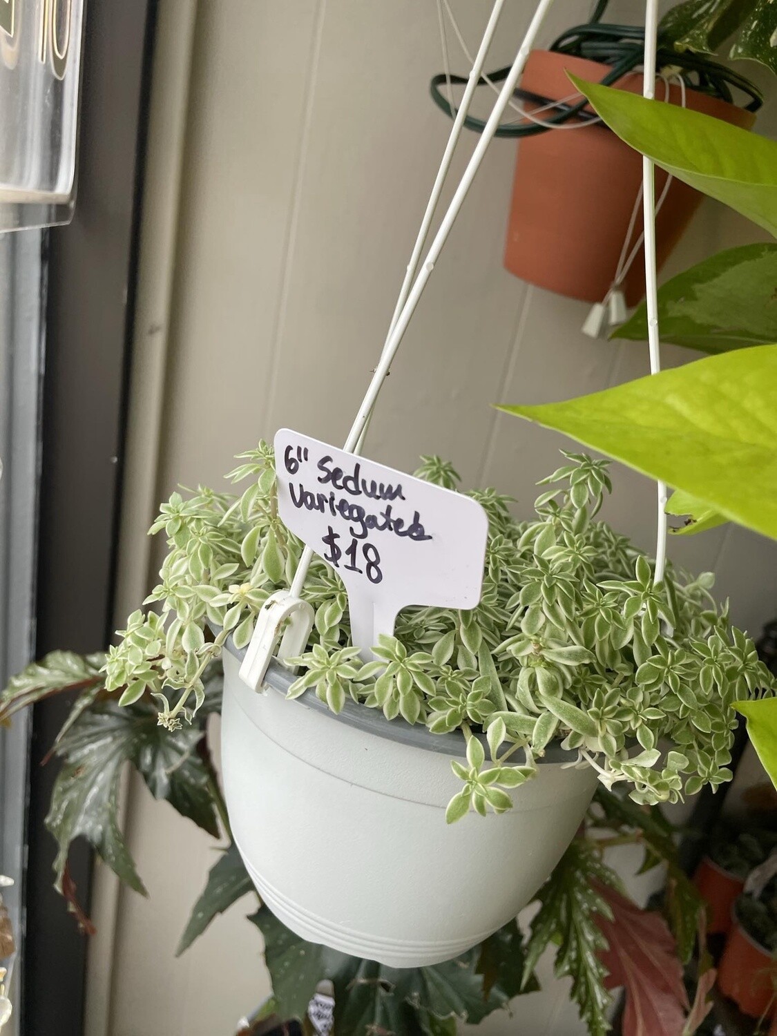6&quot; Variegated Sedum